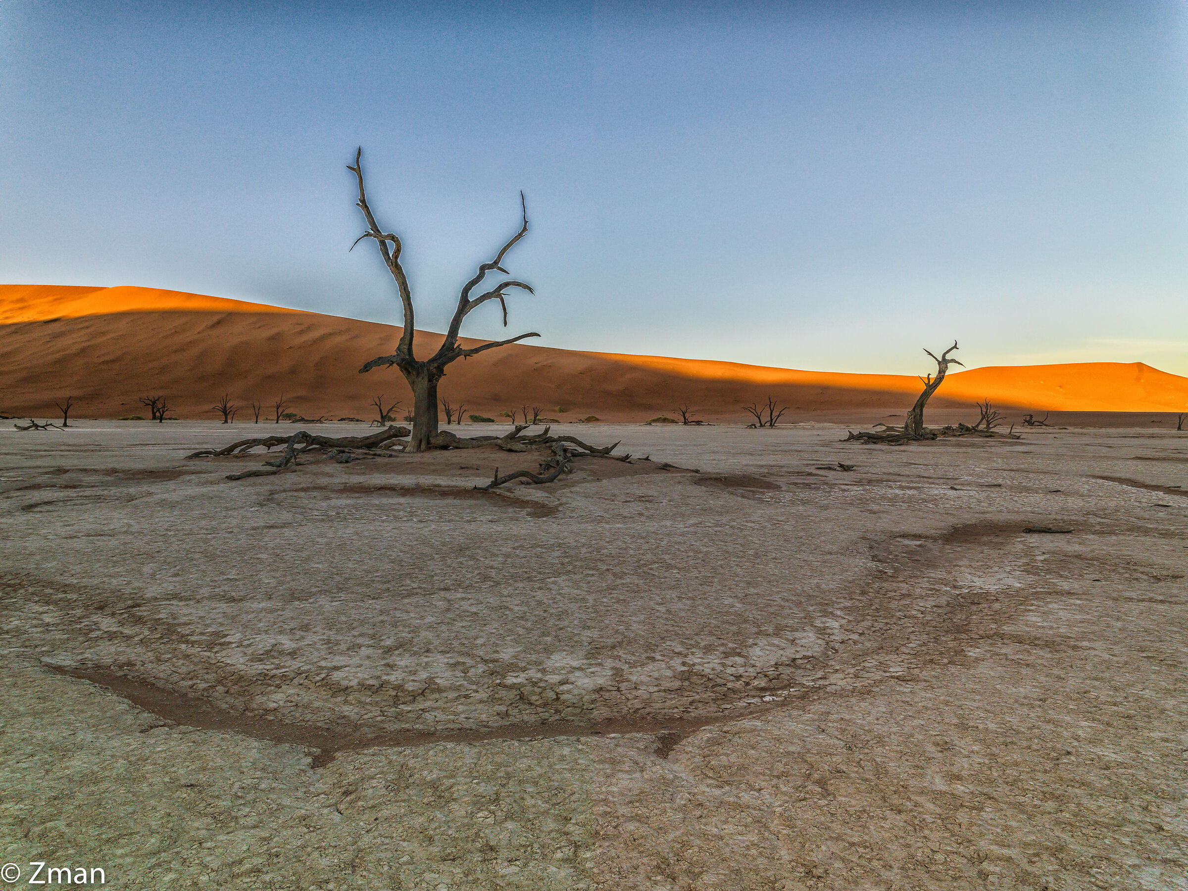 Deadflei Dead Acacia Trees