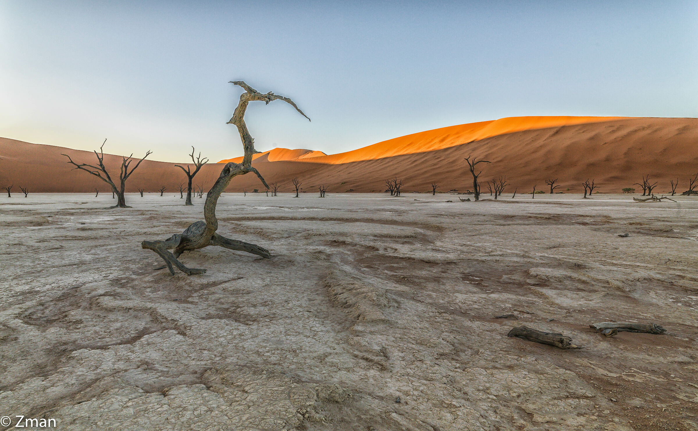 Deadflei Dead Acacia Trees