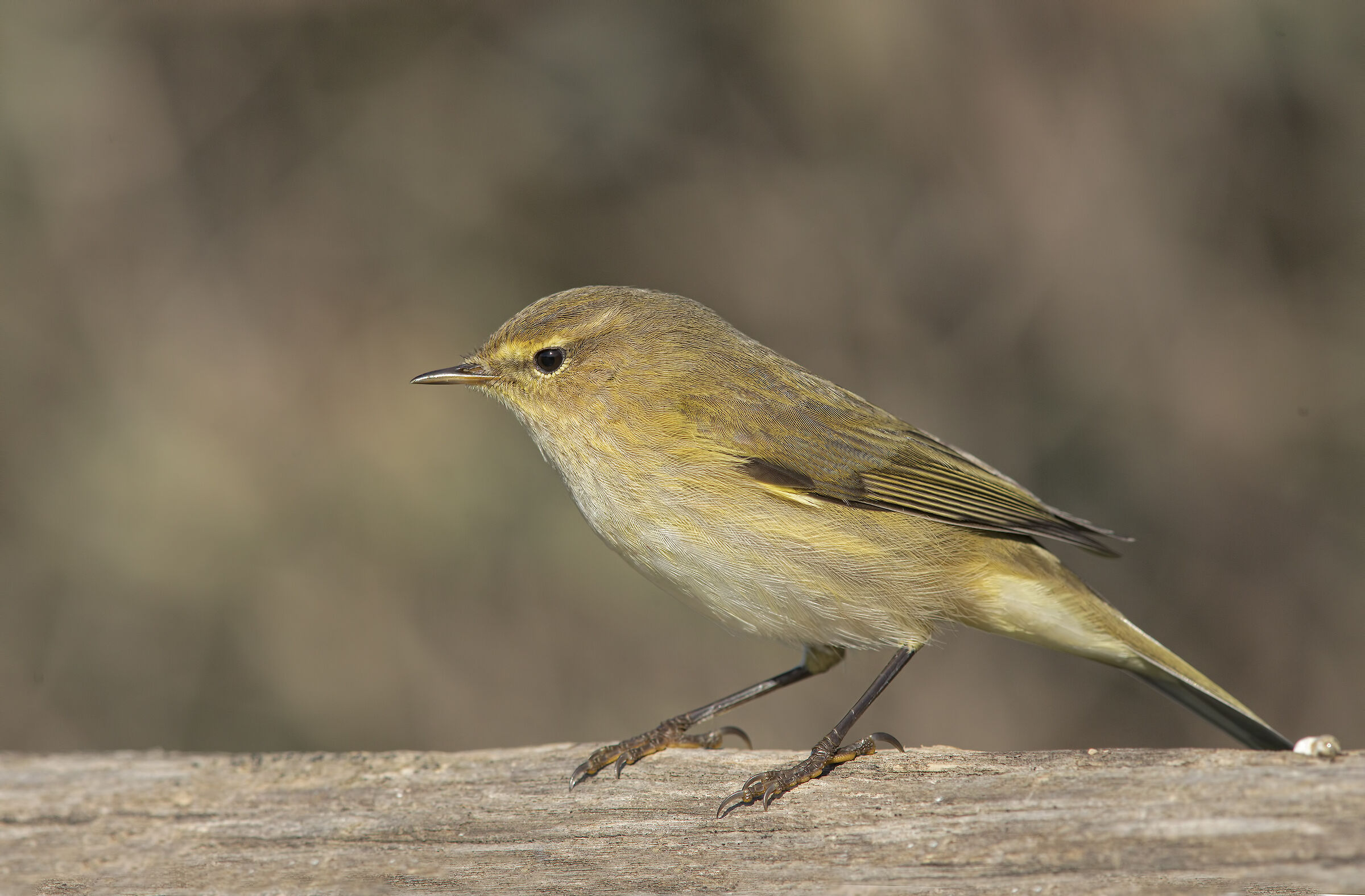 luì small (phylloscopus collybita)