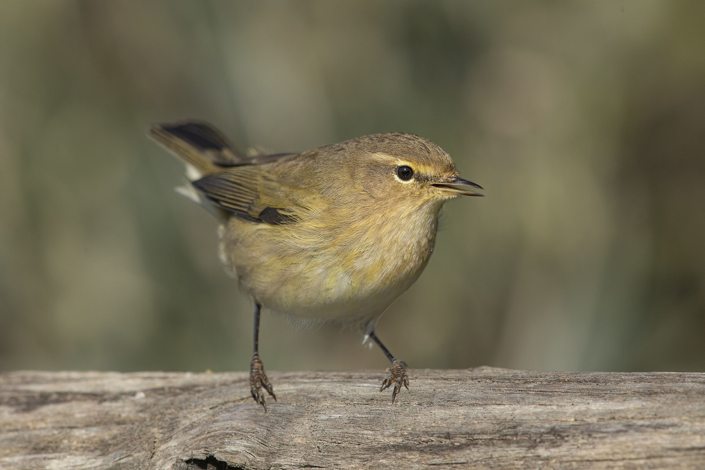 luì small (phylloscopus collybita)