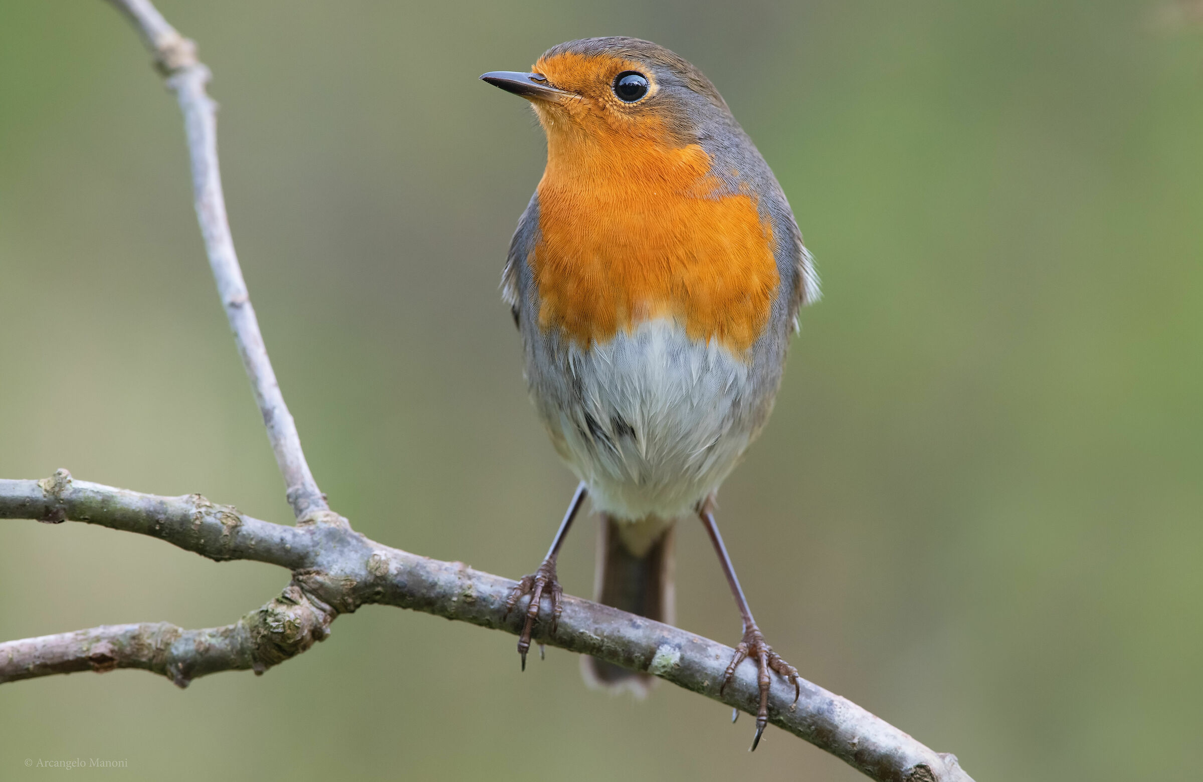 Mr Robin