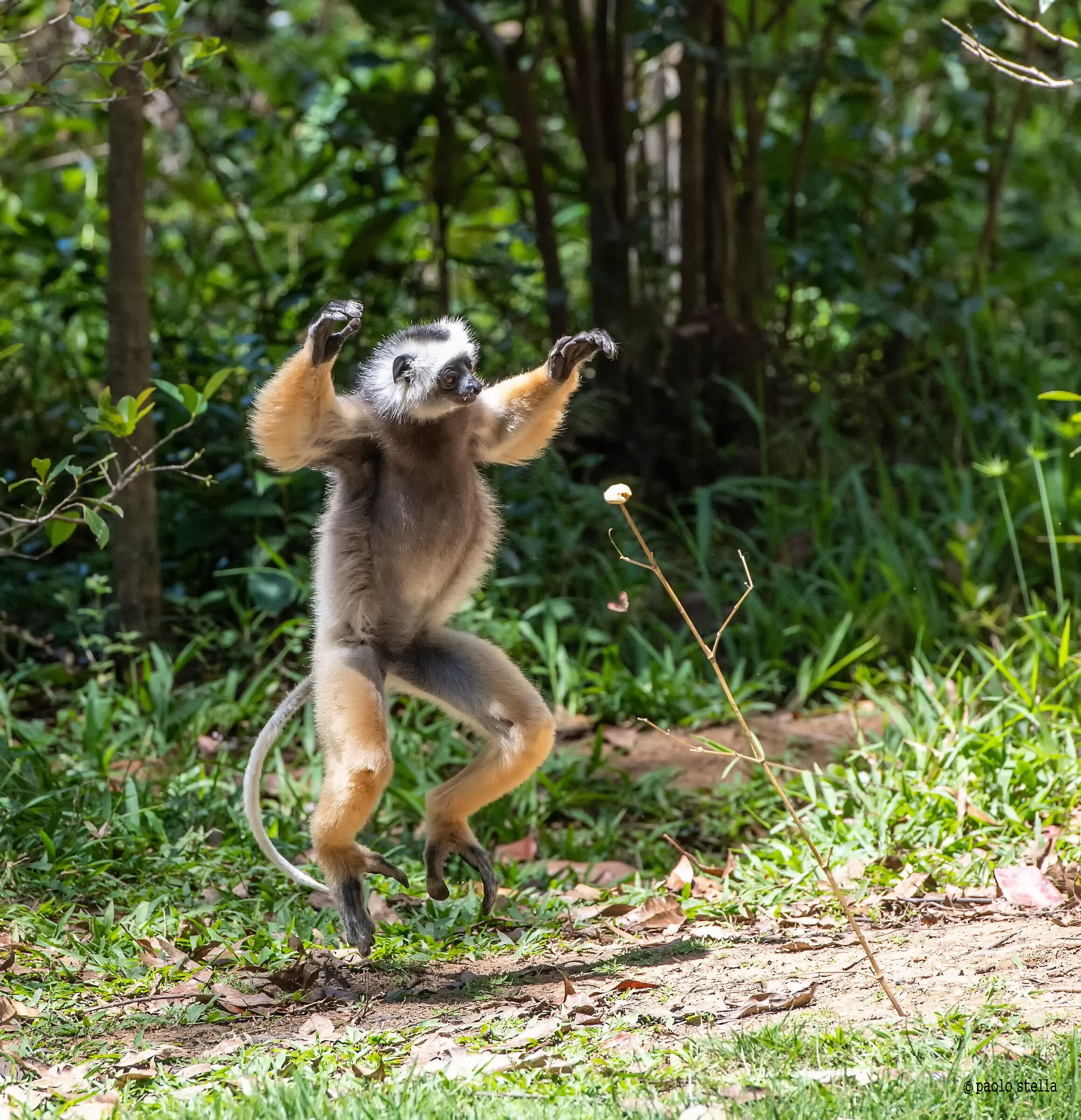 la danza del sifaka