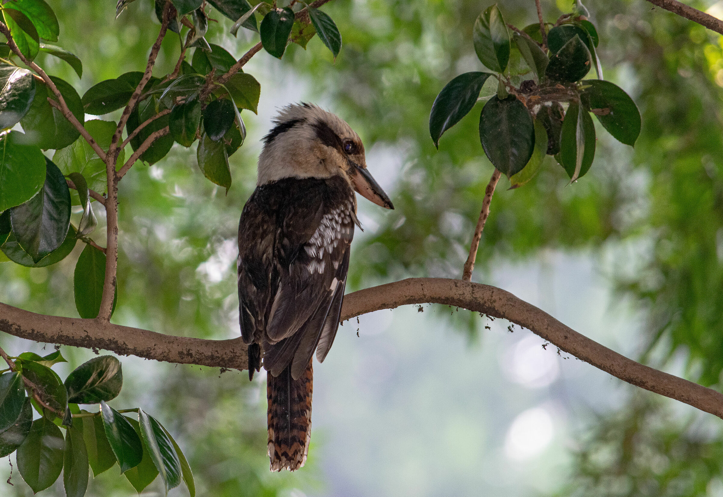 kookaburra sghignazzante