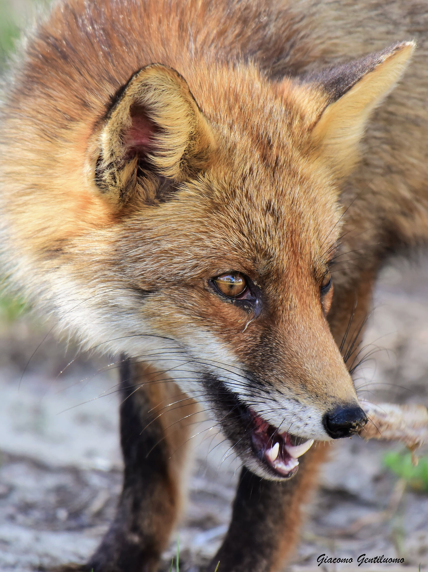 i denti della volpe, maremma toscana