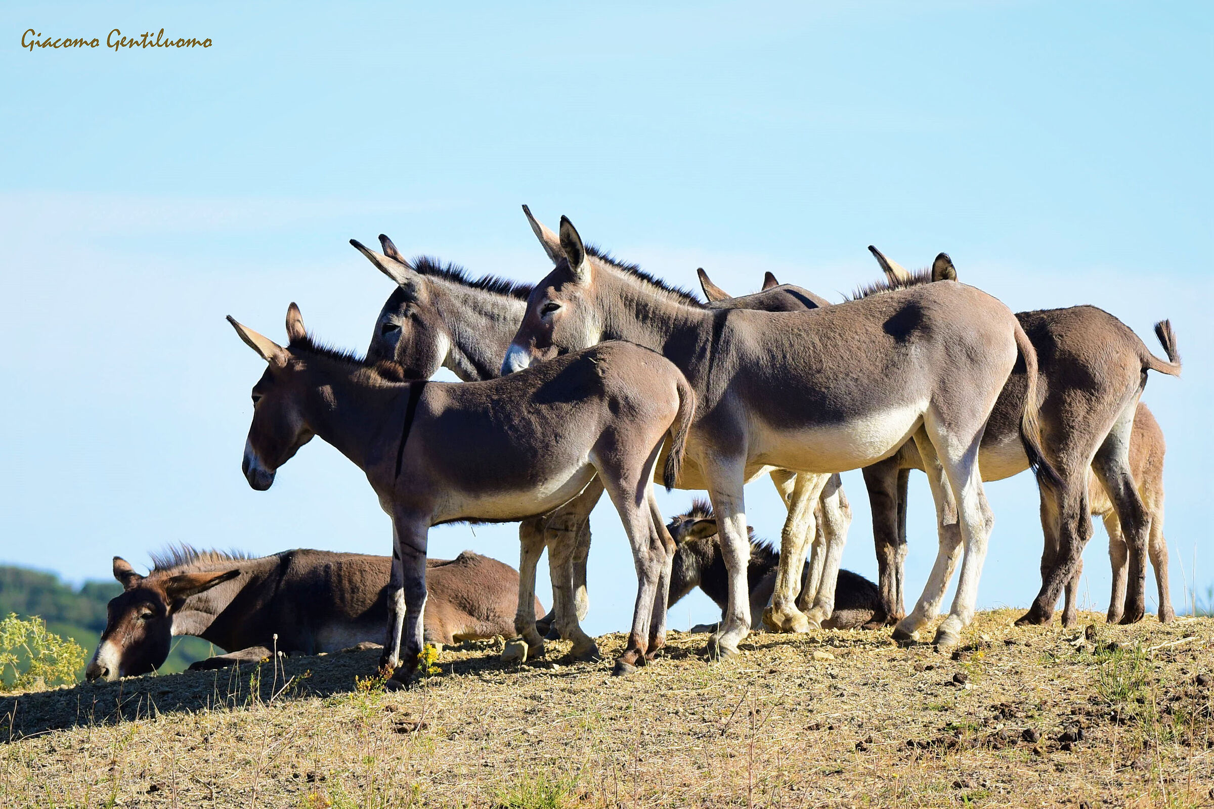 asinelli dell'amiata. spece protetta