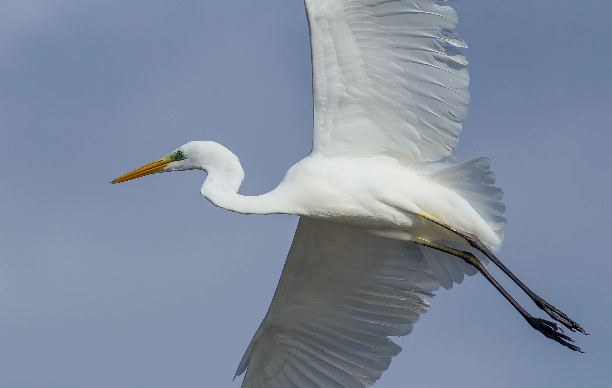 The turn of the white