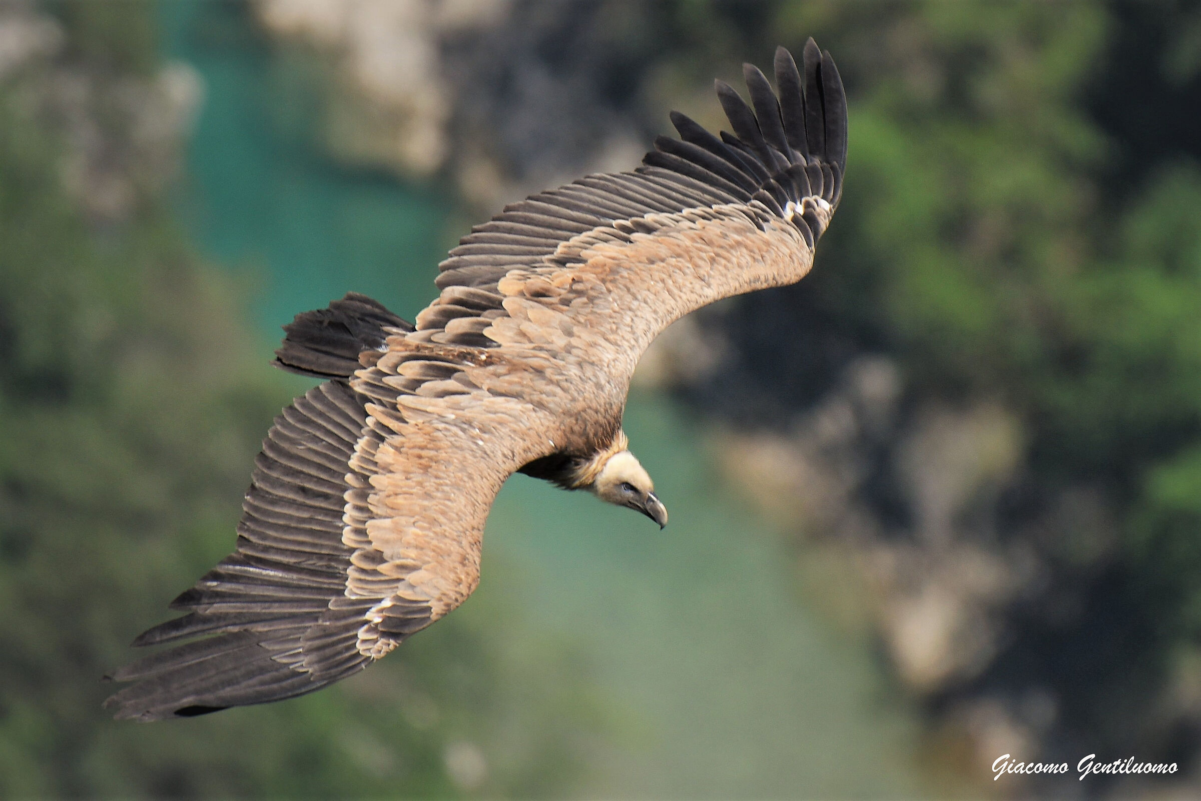 grifone, gole del Verdon, Francia