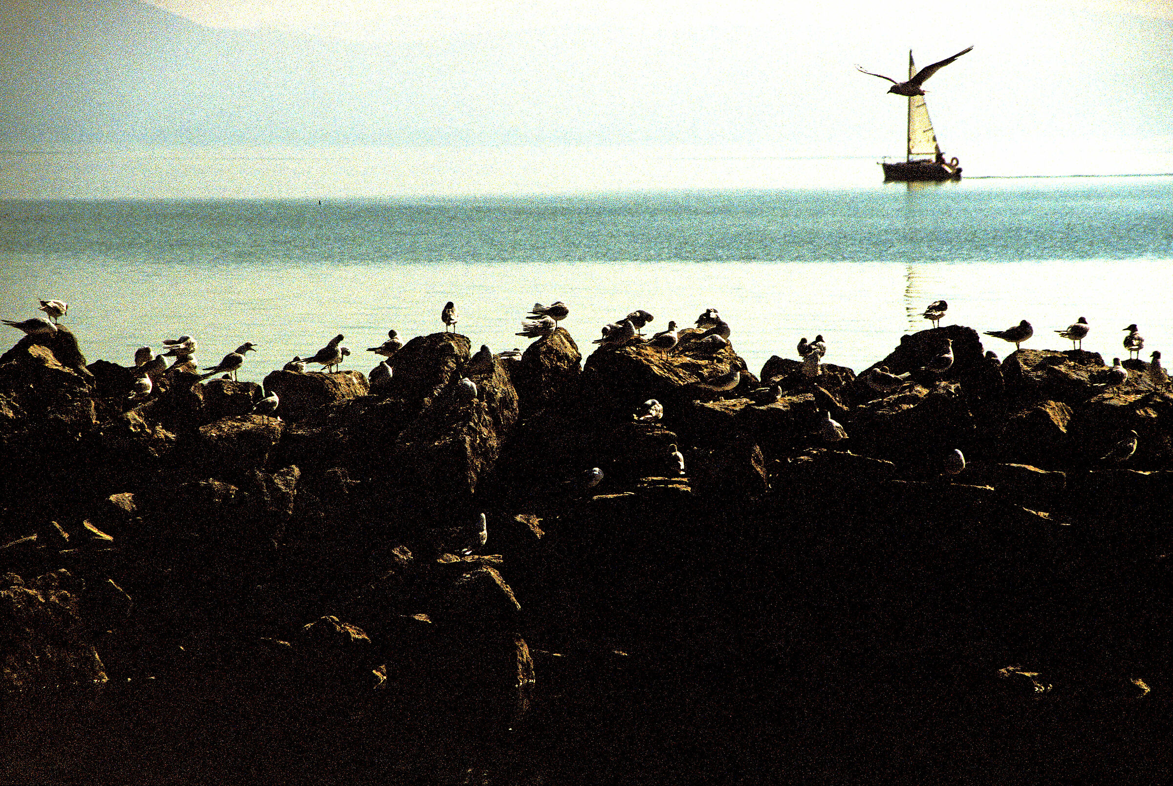 Seagulls