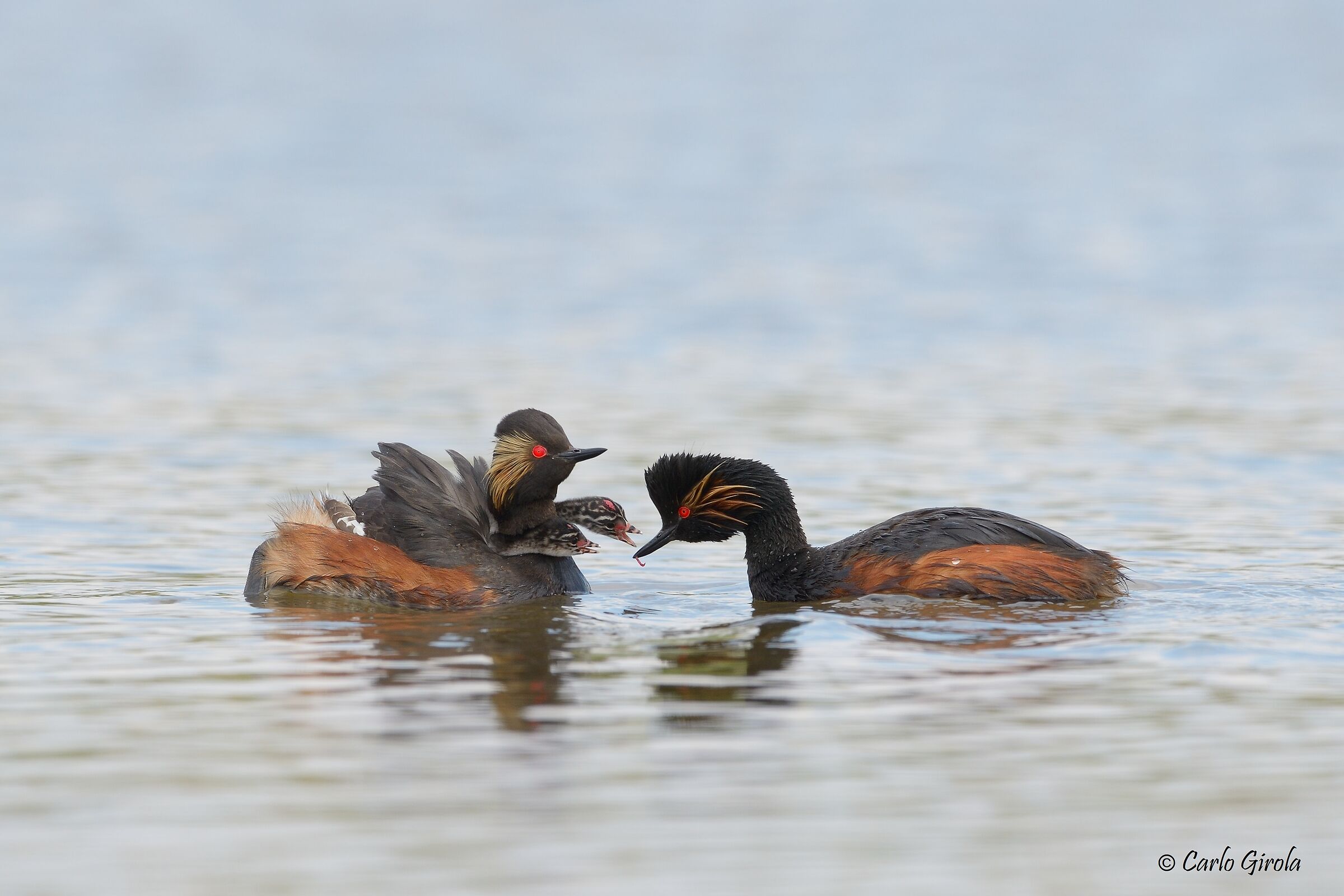 Small vase (Podiceps nigricollis)