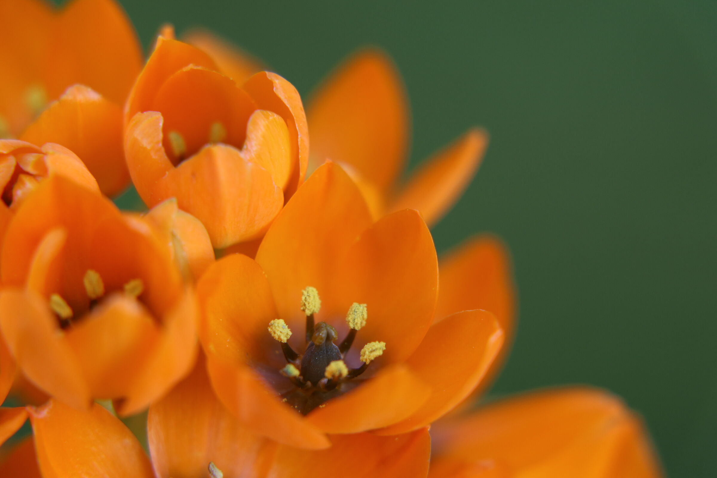 Little orange flower blooming