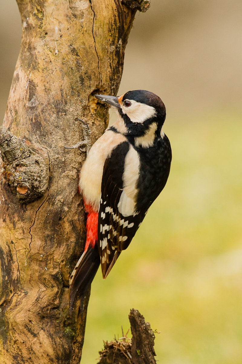 Picchio Rosso Maggiore