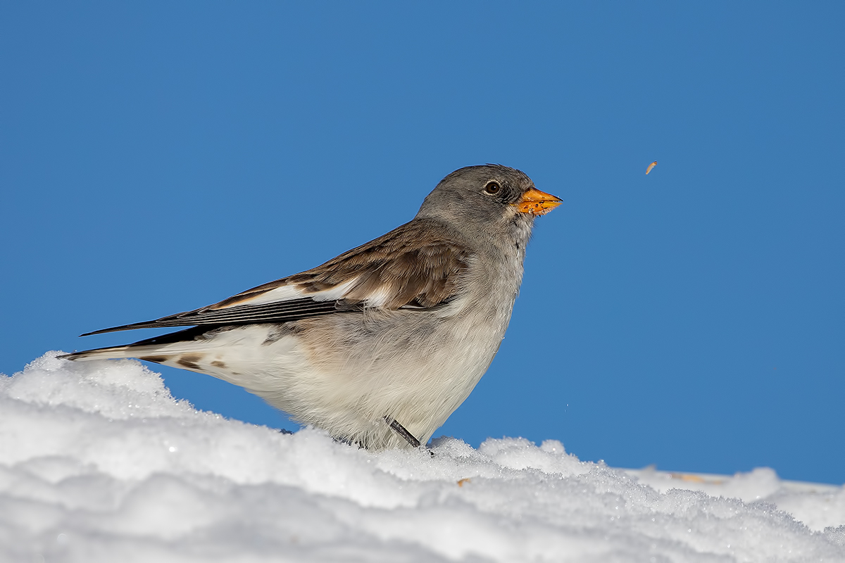 Alpine Finch