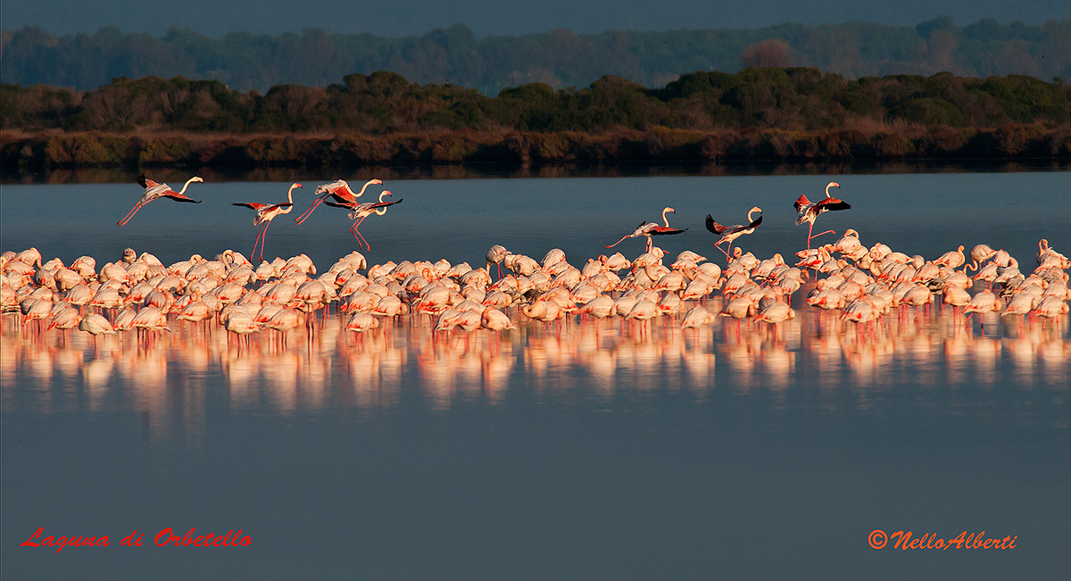 Flamingos at dawn