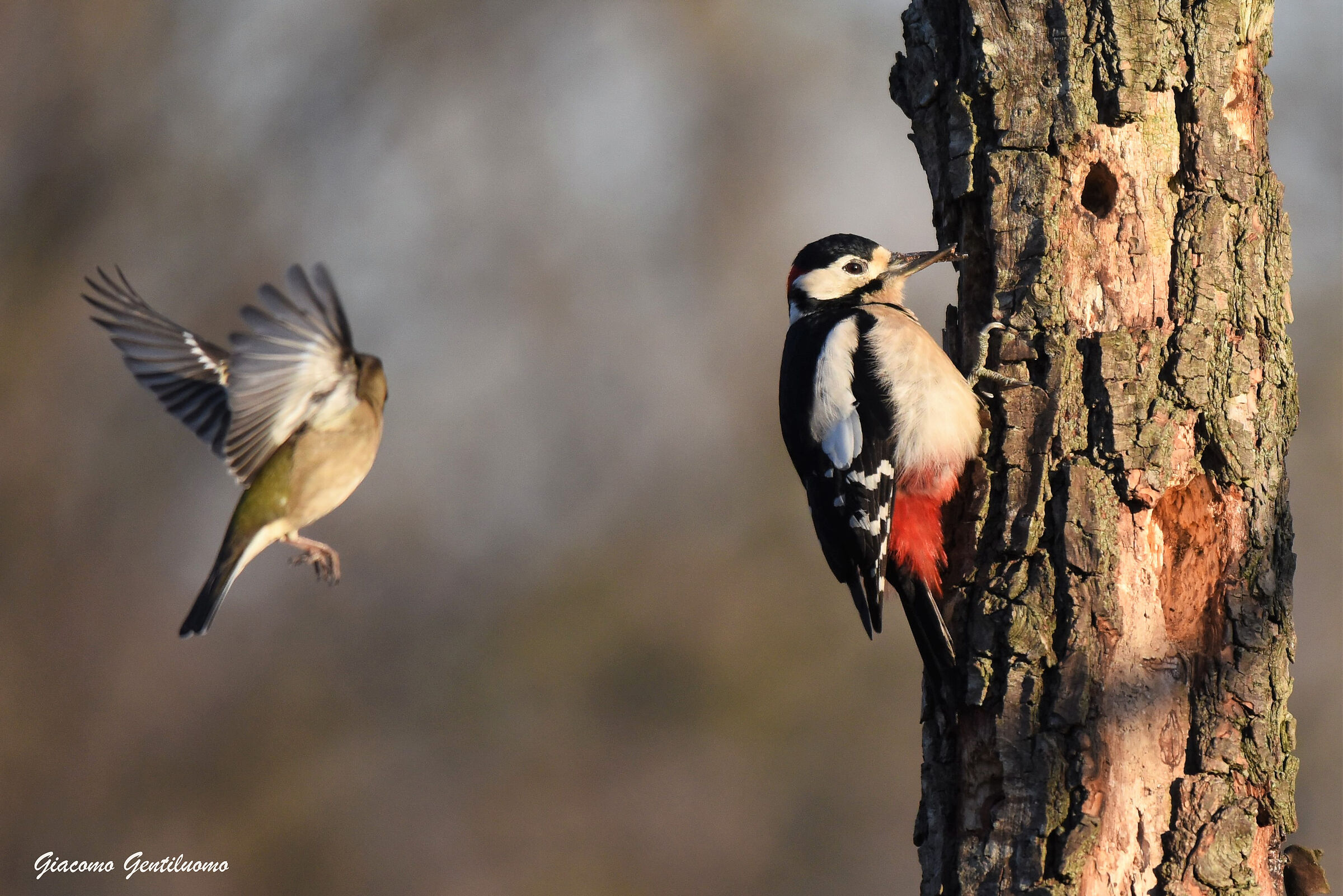 questo albero è il mio (picchio osso)