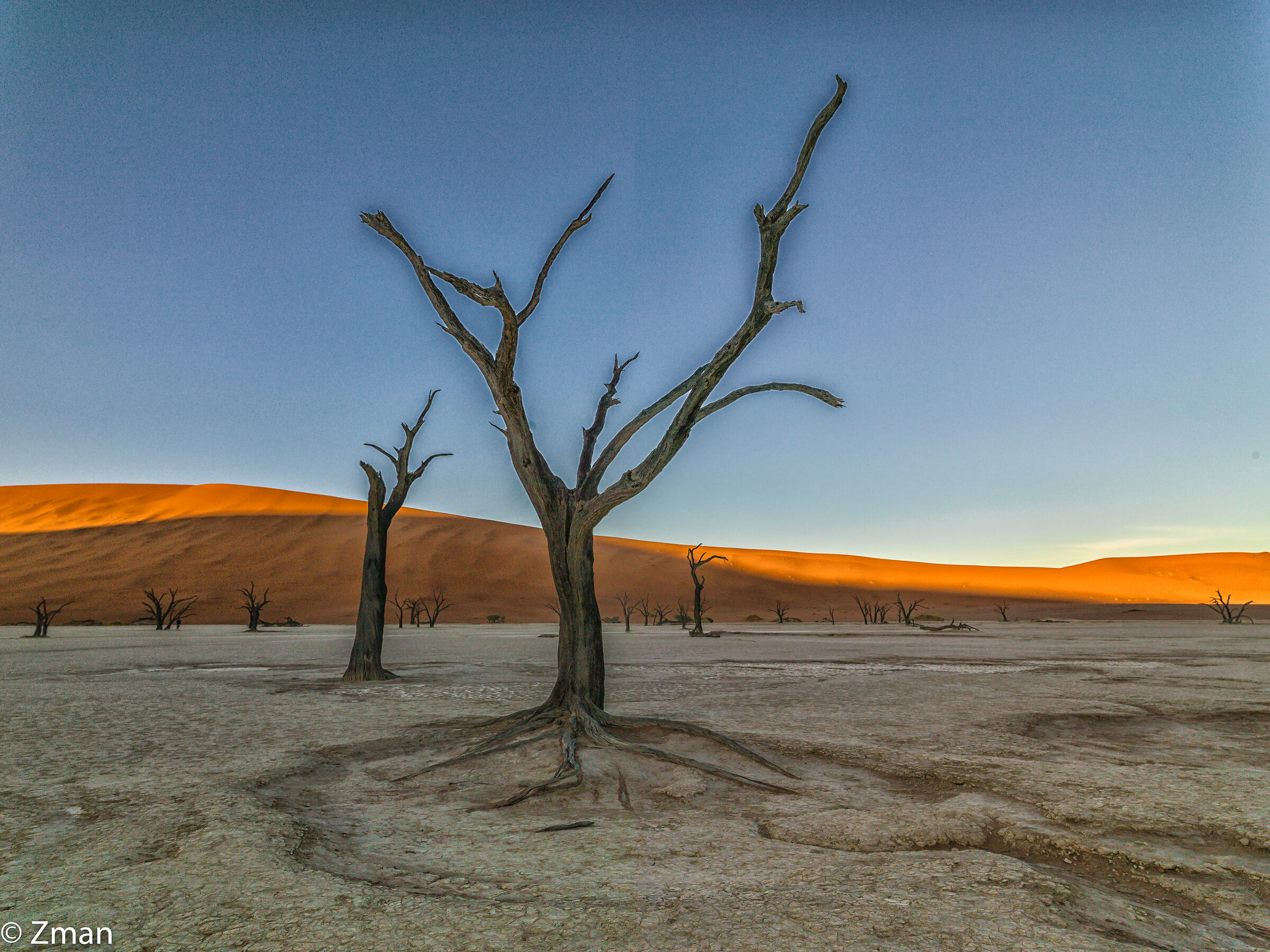Deadflei Dead Acacia Trees