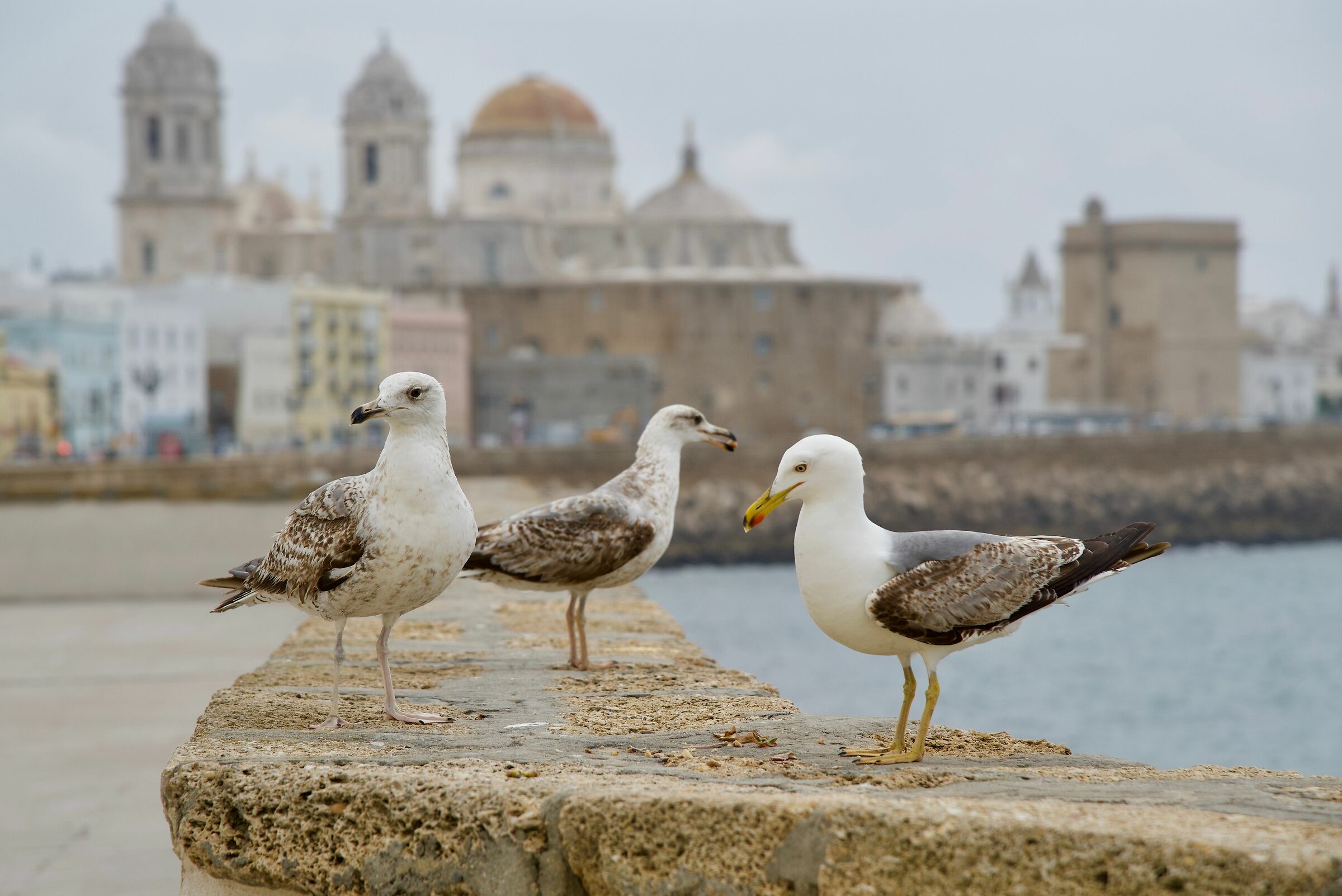 Cadiz promenade