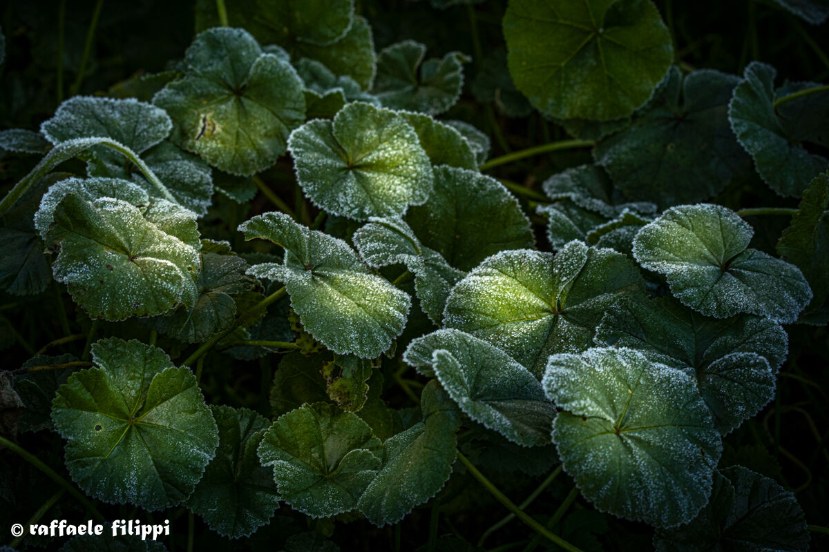 Brina su foglie di Malva ai primi raggi del mattino