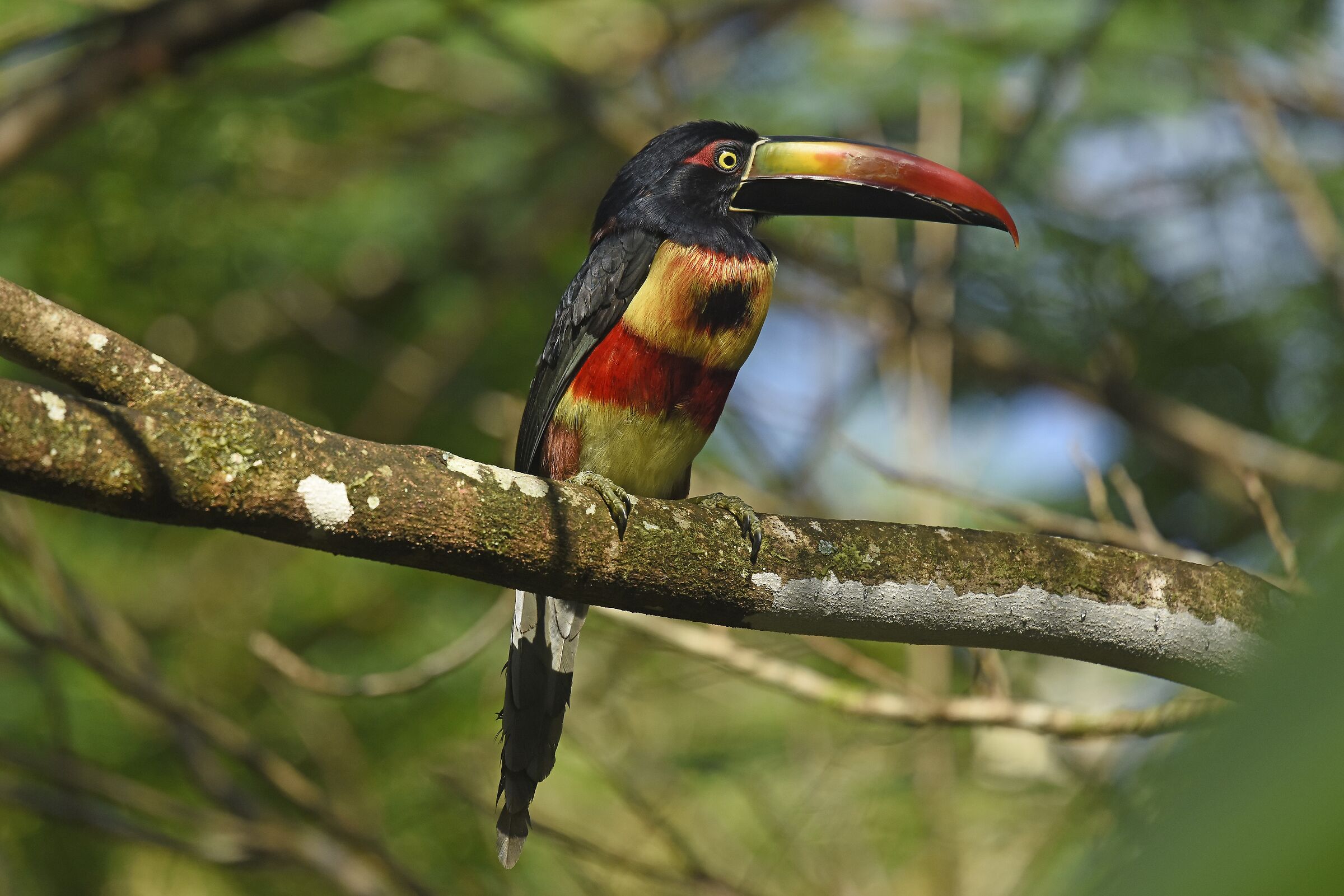 Fiery-billed aracari