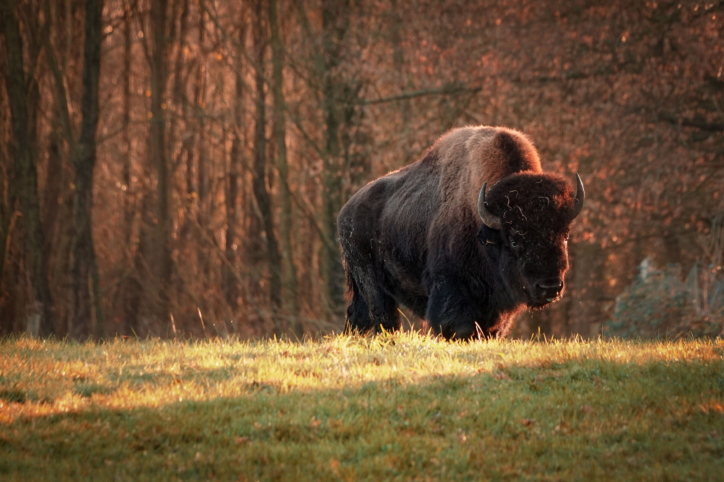 Bison dressed in red