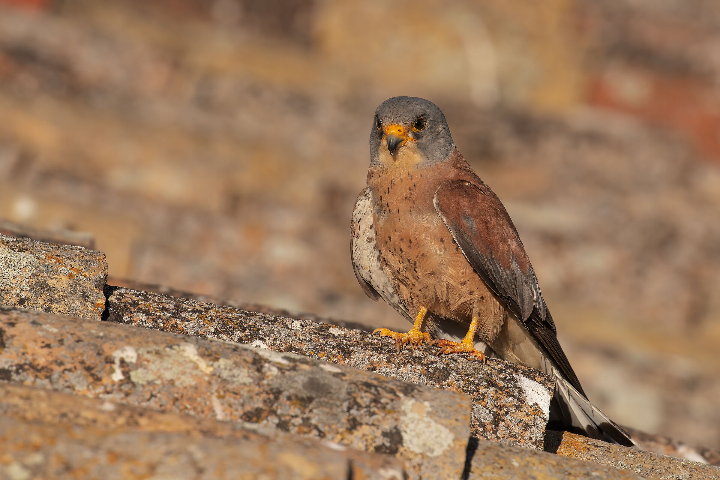 Grillaio (Falco naumanni)