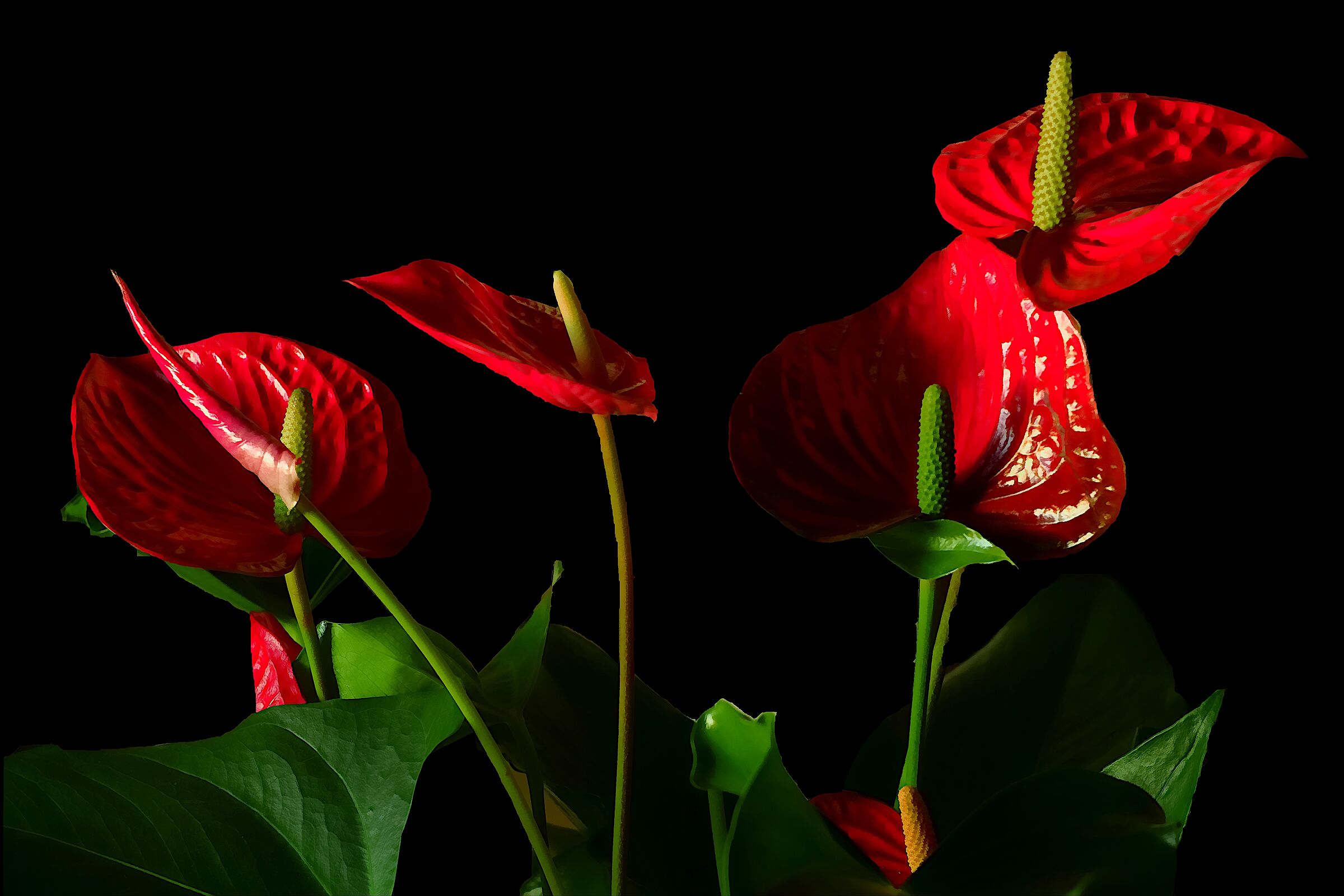 A "redhead" named Spathaphillum