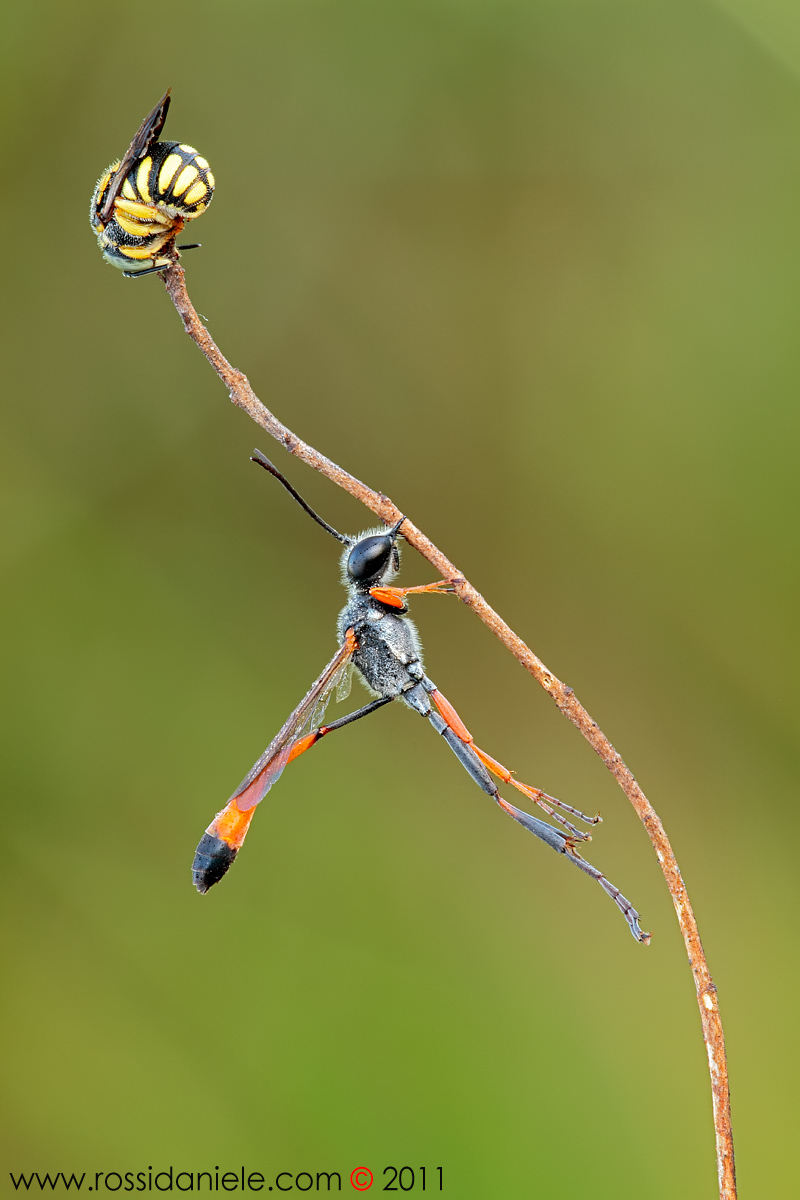 Anhidiellum strigatum + Ammophila heydeni heydeni