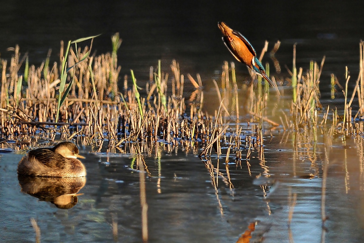 the little grebe ... of martino