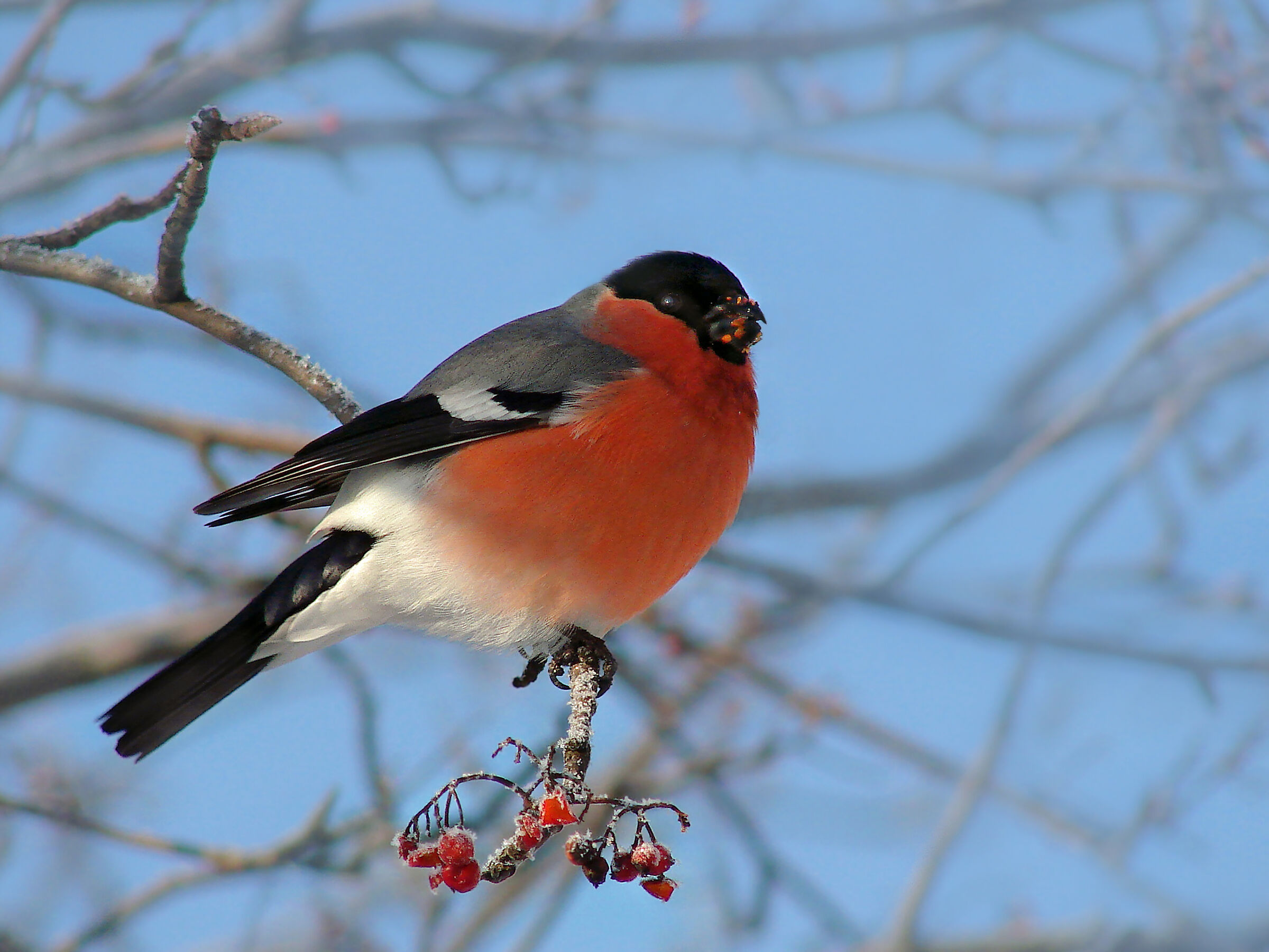 Bullfinch 4
