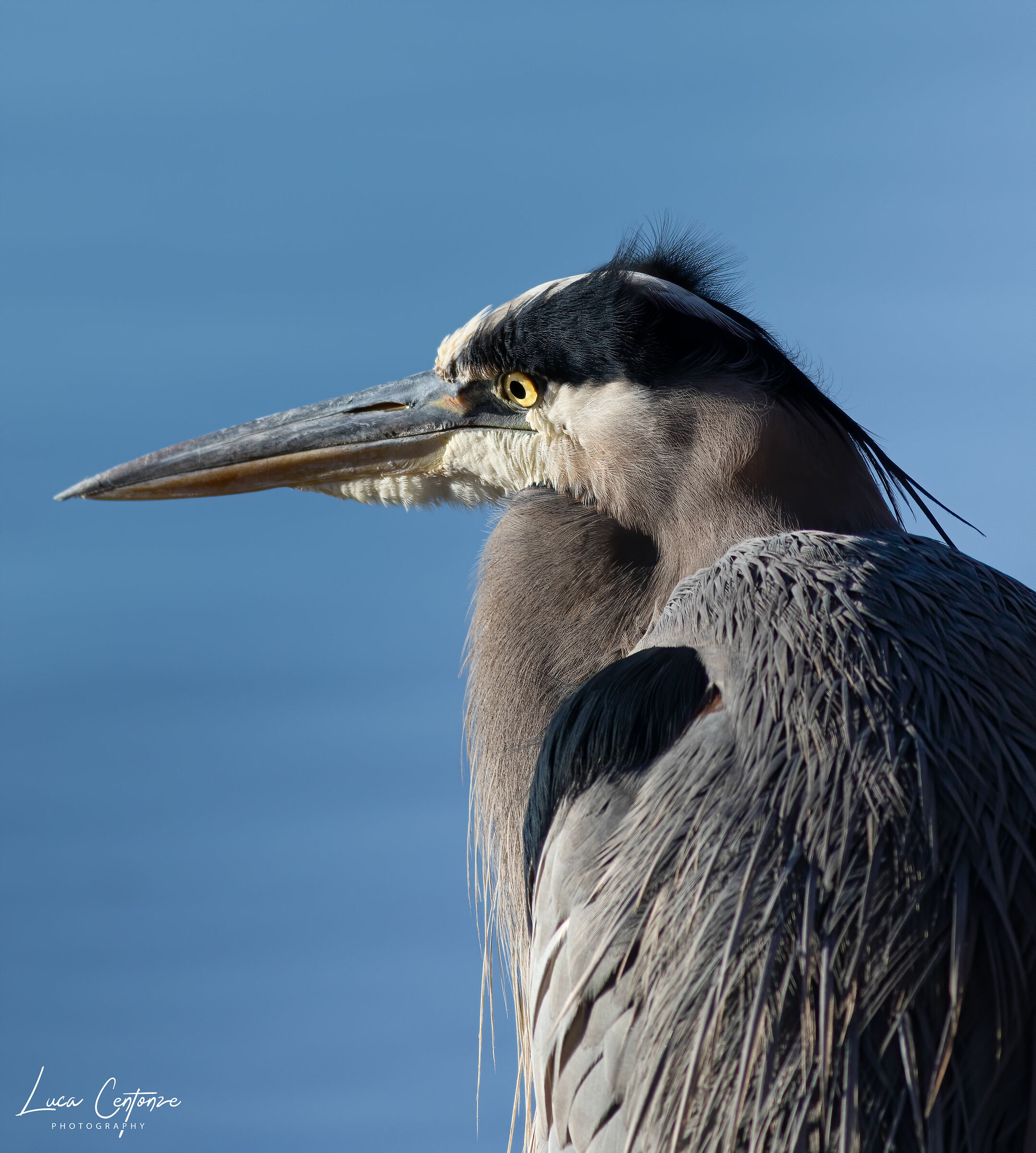 Ritratto di Airone Azzurro maggiore (Ardea herodias)