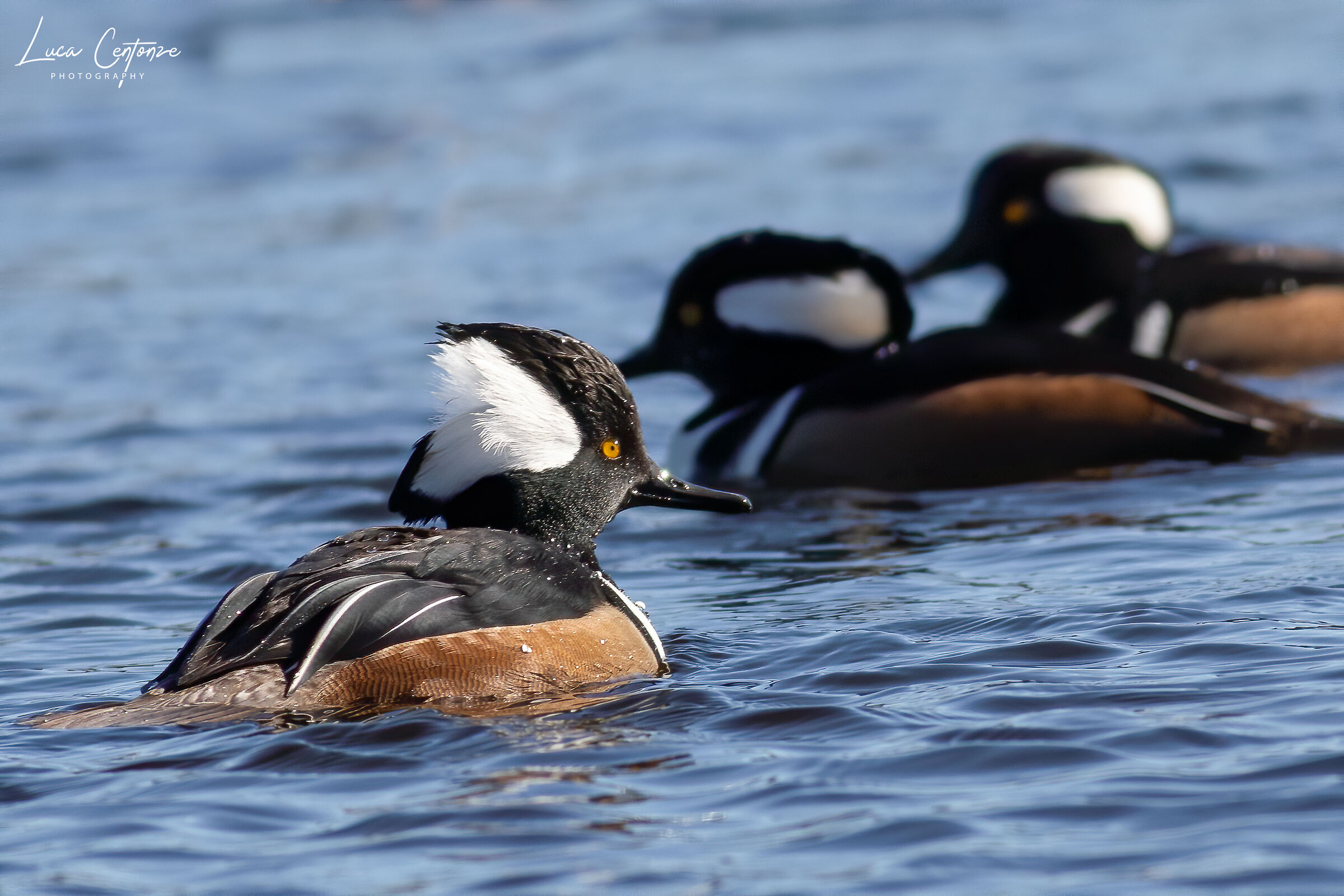 Lophodytes cucullatus