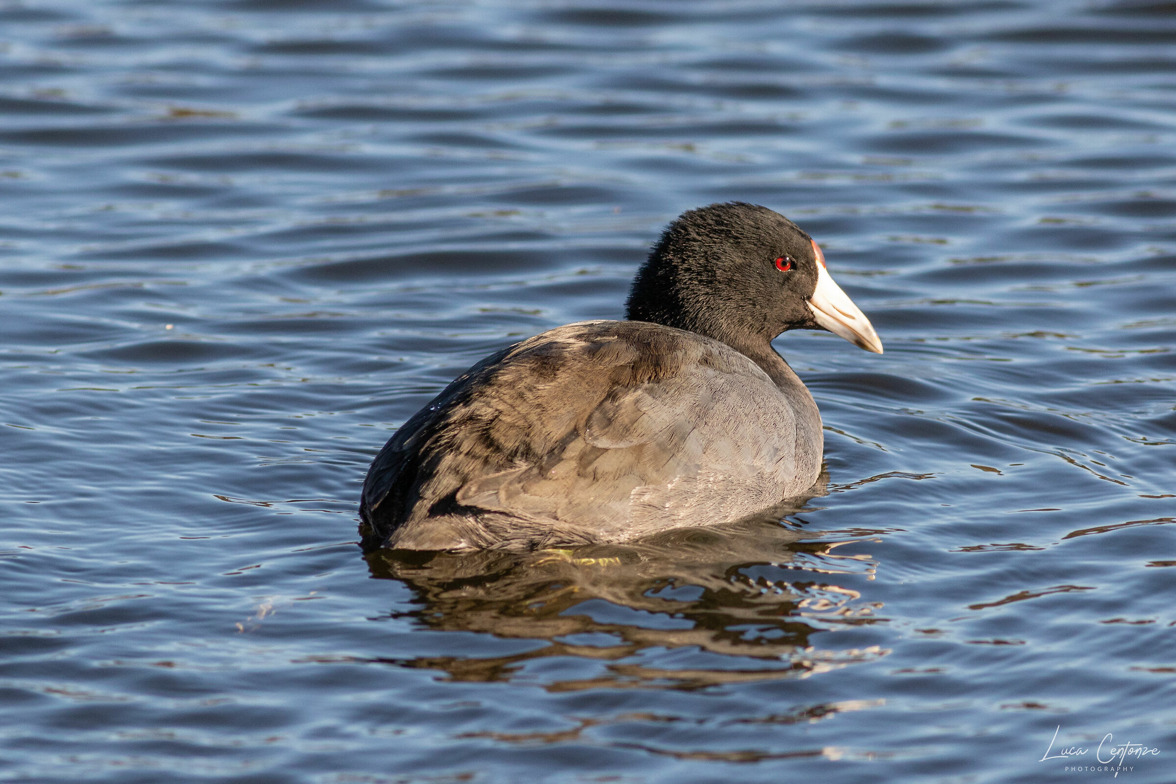 Folaga Americana (Fulica americana)