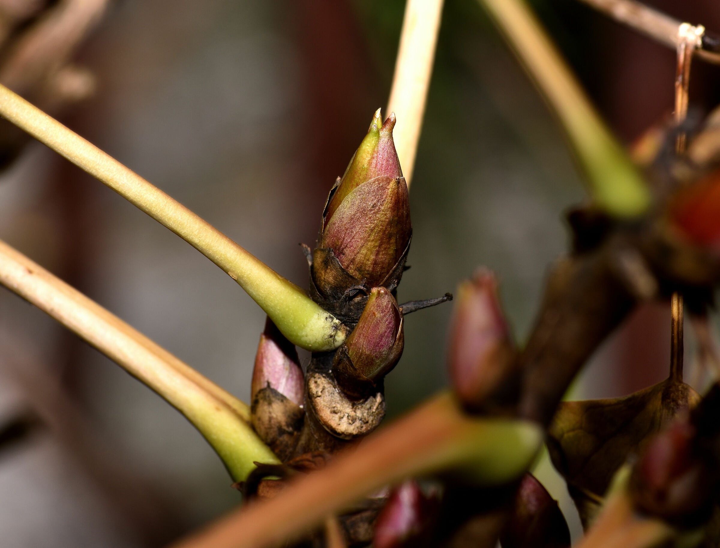 Bocciolo invernale di Peonia