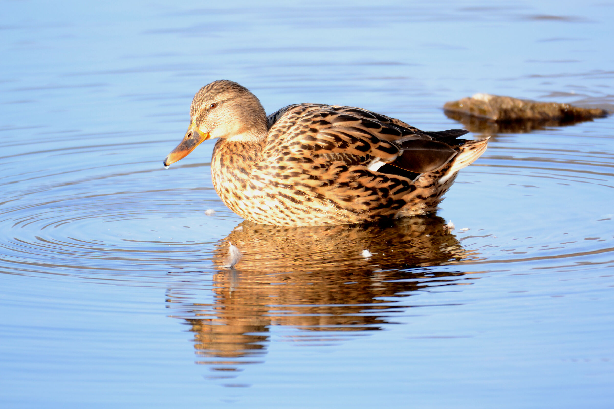 Female royal German (Anas platyrhynchos)