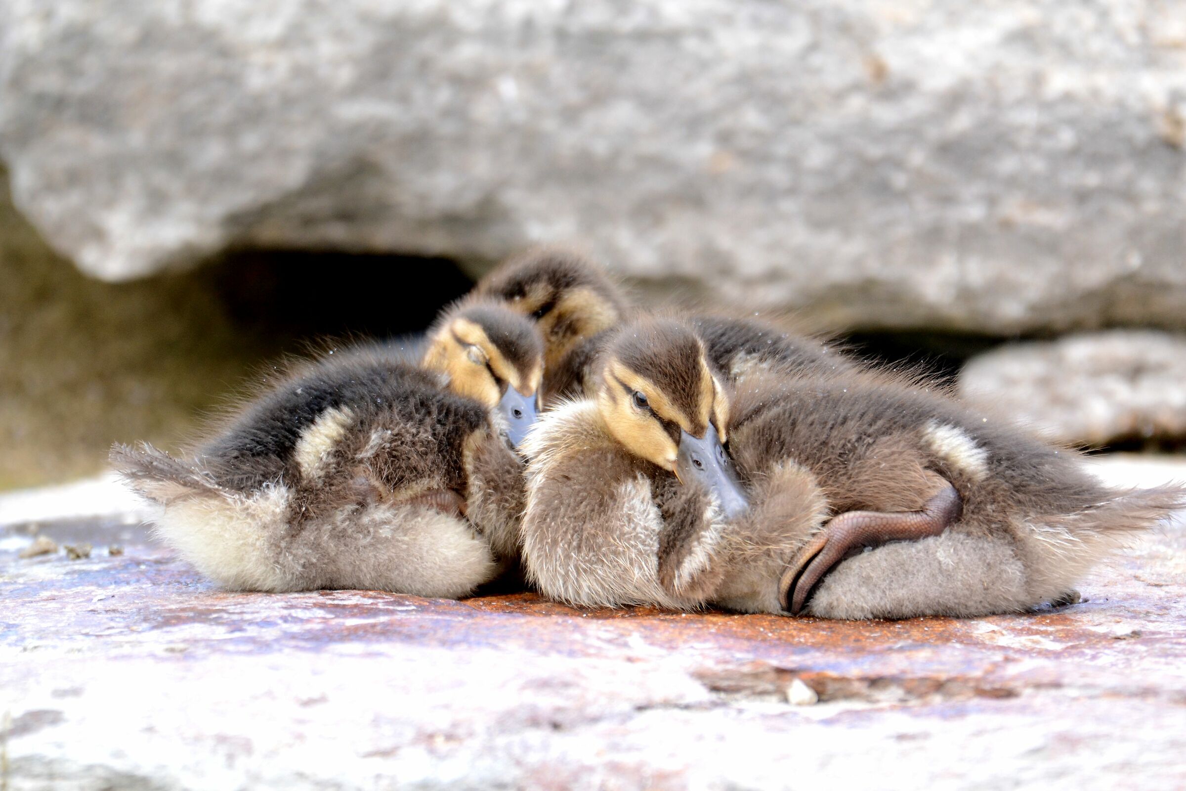 Young royal Germans (Anas platyrhynchos)