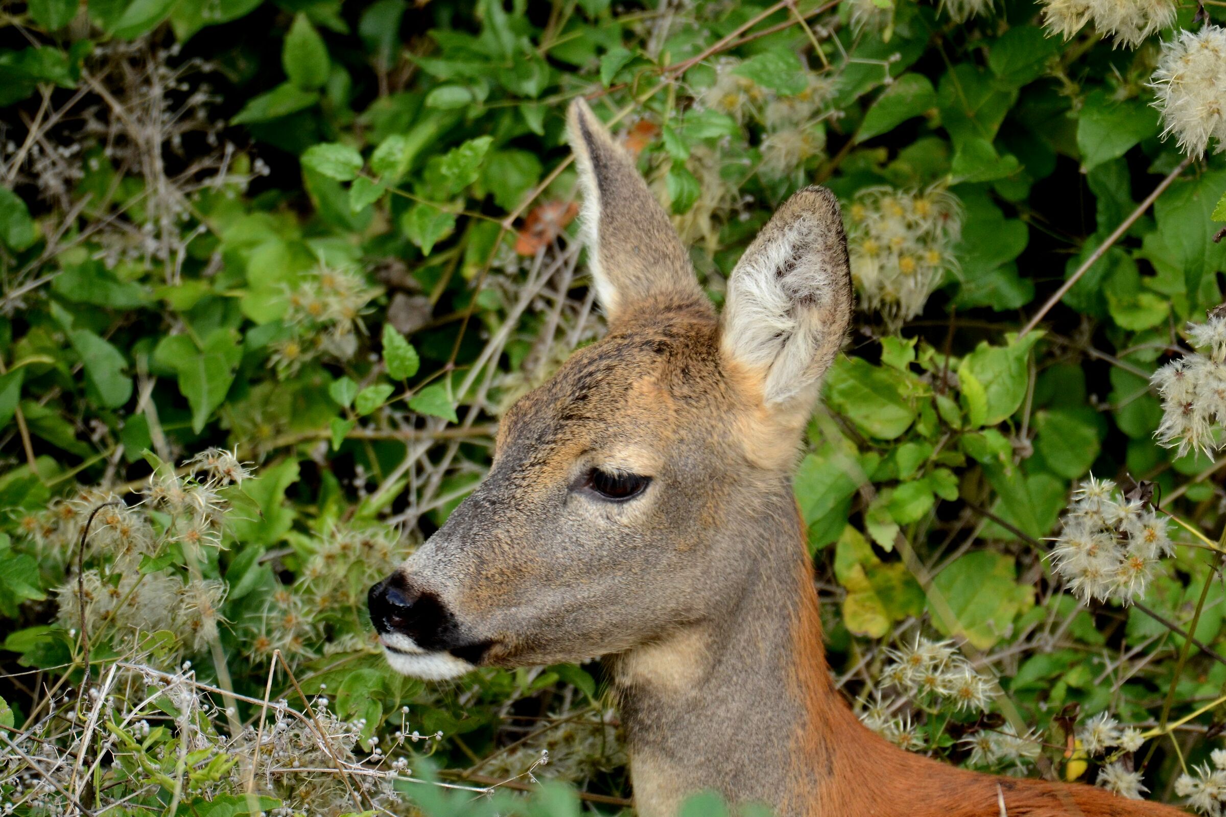 Female roe deer (Capreolus capreolus)