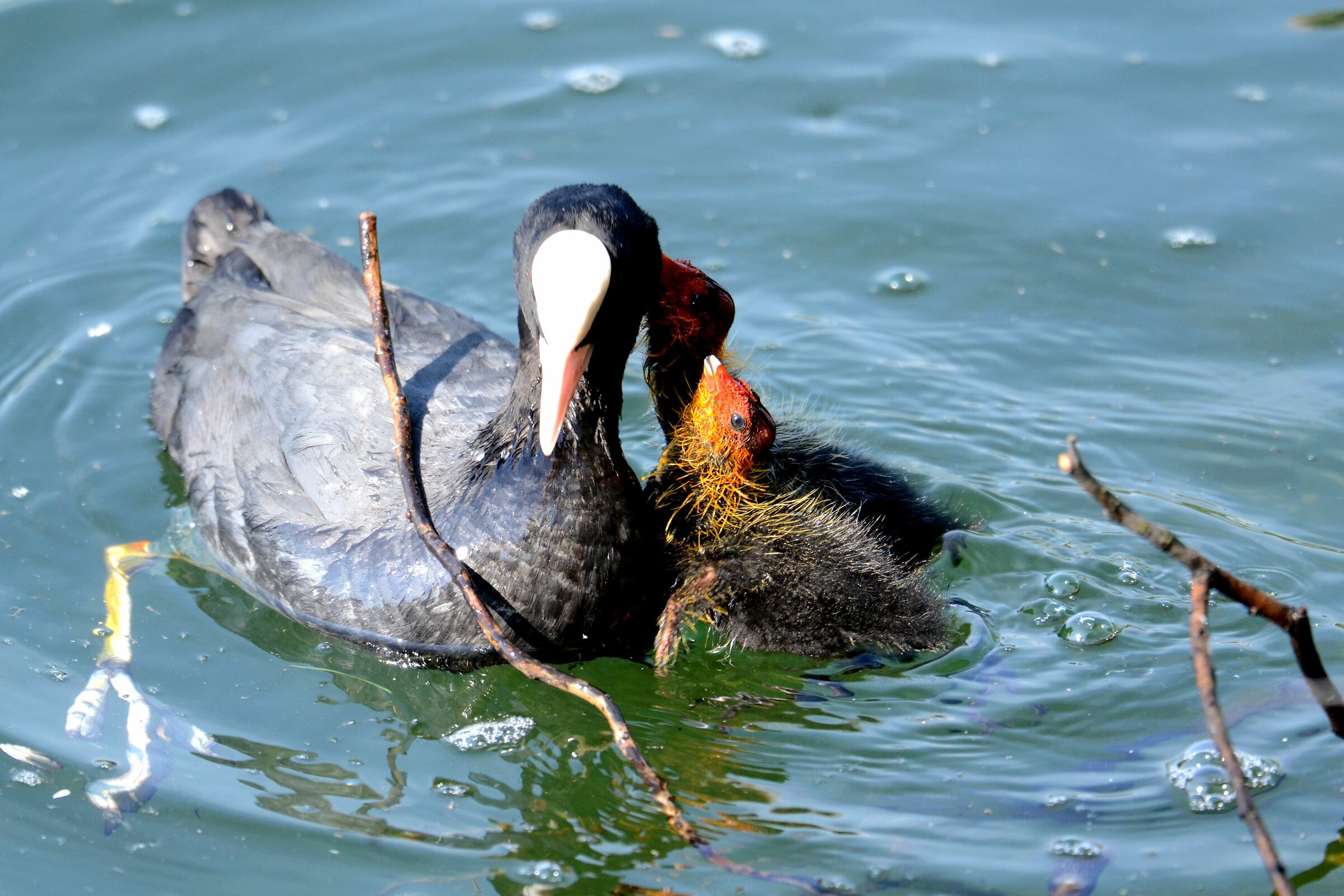 Folaga (Fulica atra)