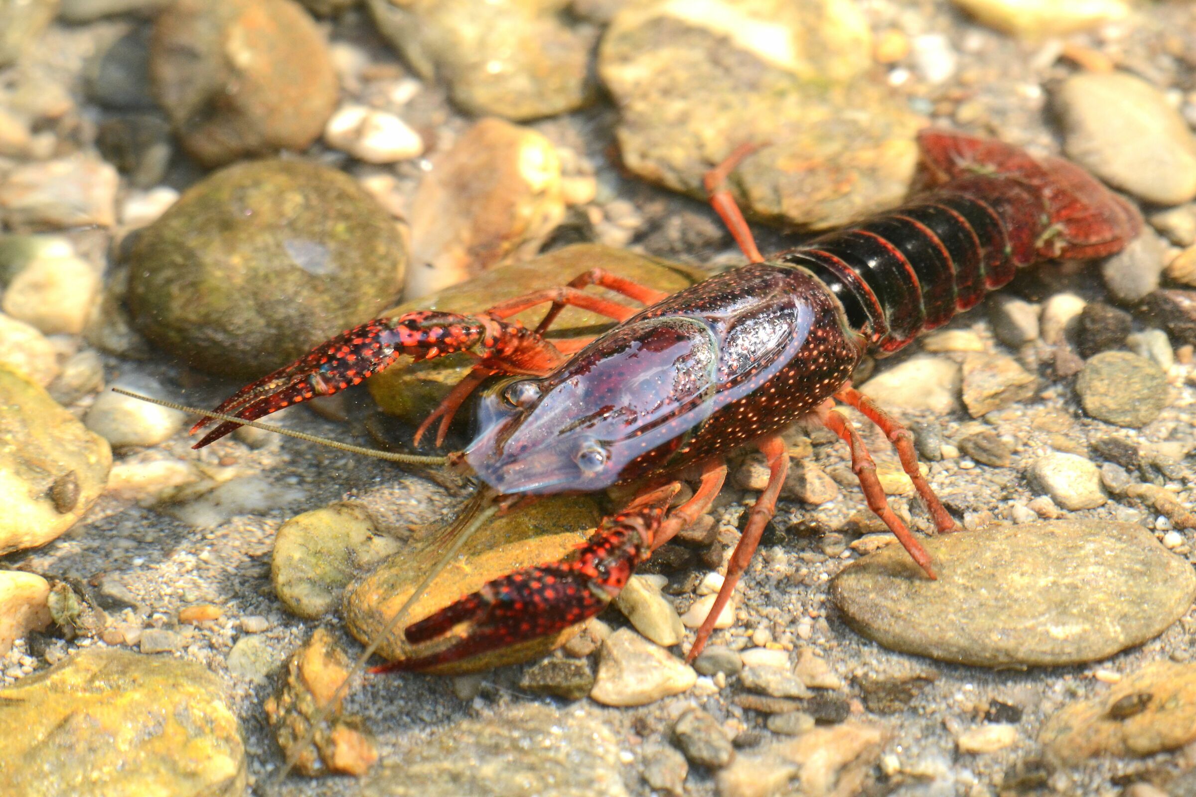 Louisiana prawn (Procambarus clarkii)