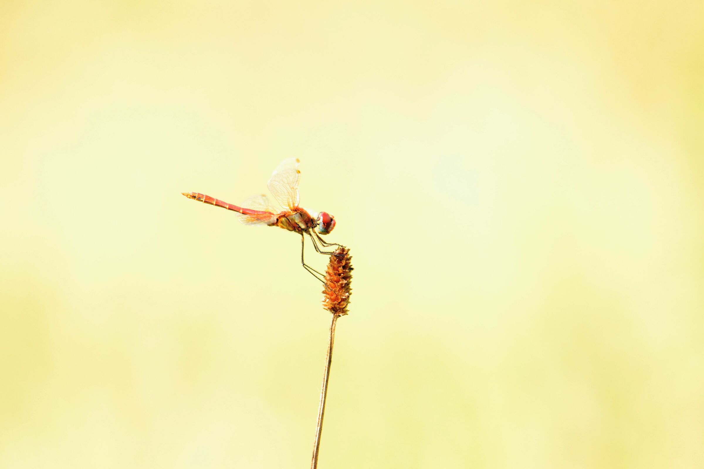 Libellula