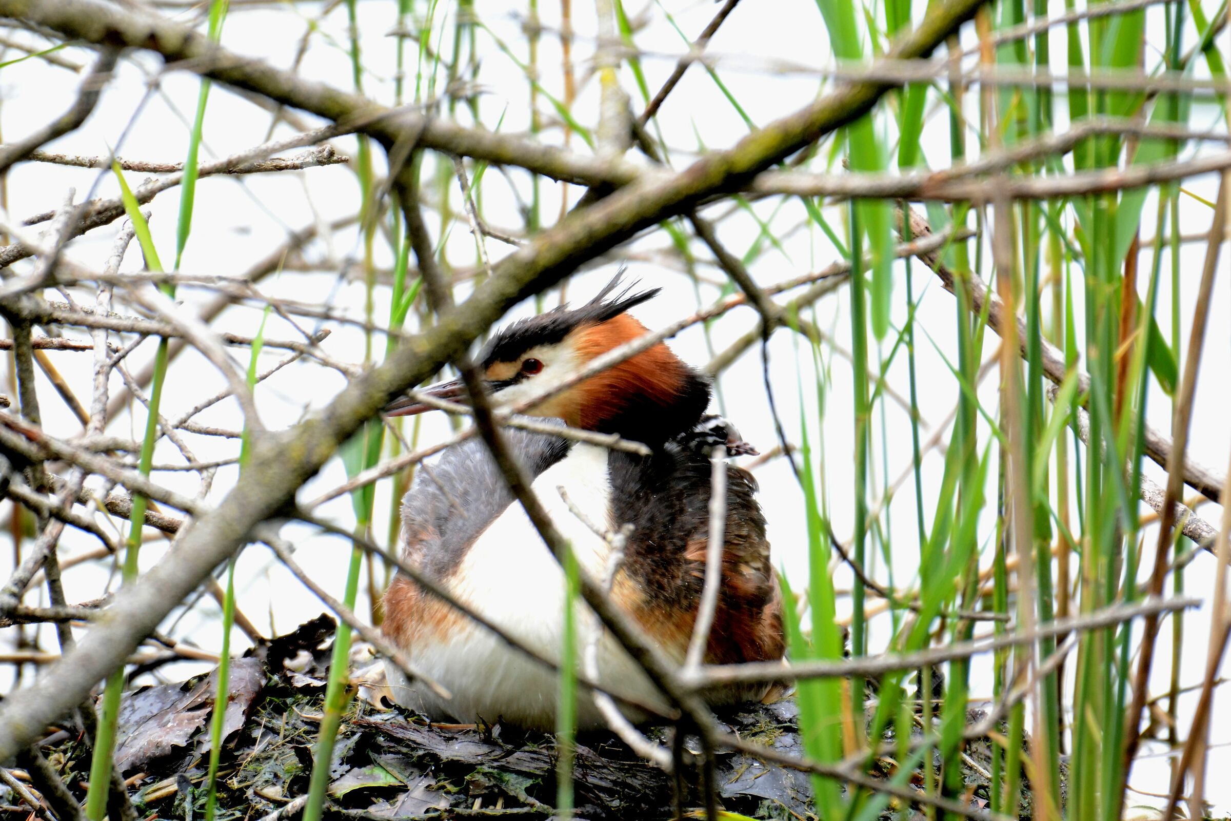 Svasso con prole (Podiceps cristatus)
