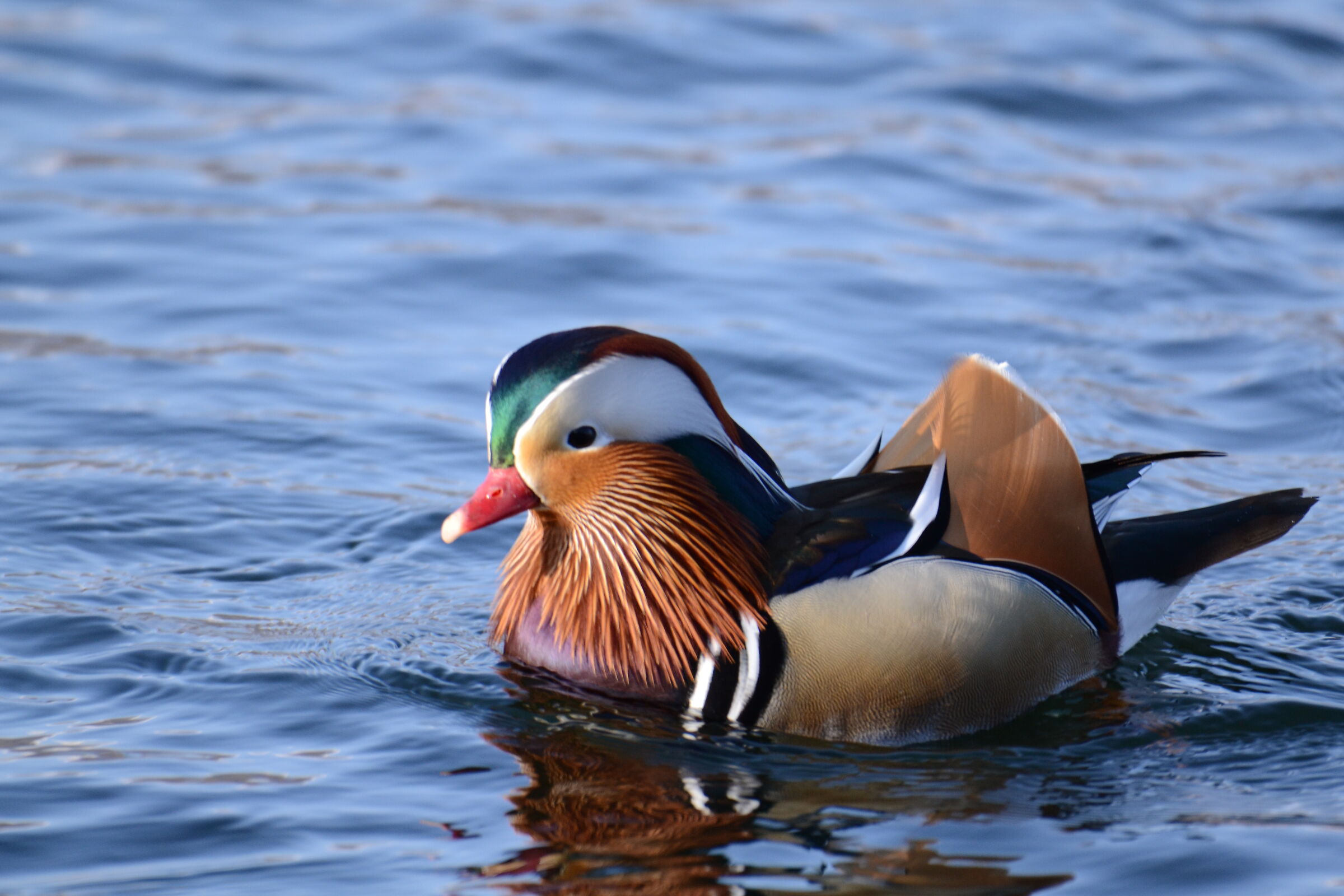 Mandarin duck (Aix galericulata)