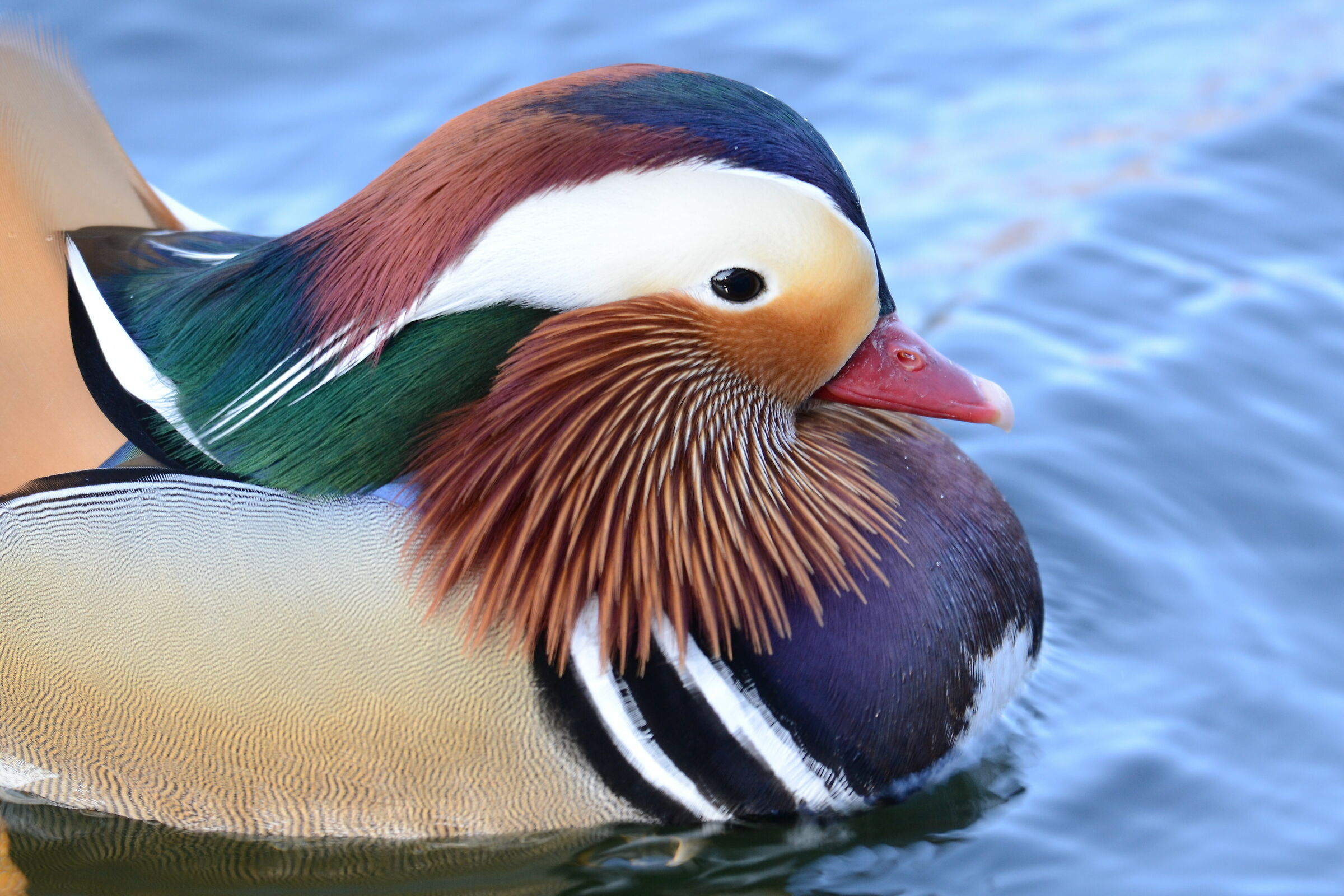 Close-up of mandarin duck (Aix galericulata)