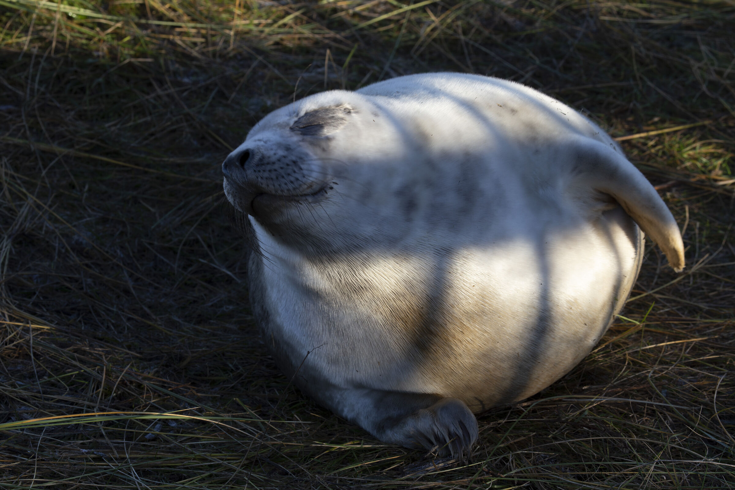 Colonie Foche Donna Nook UK