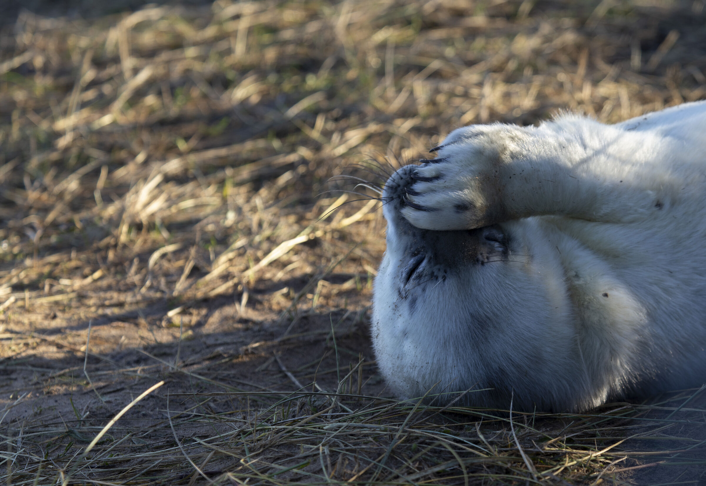 Colonie Foche Donna Nook UK