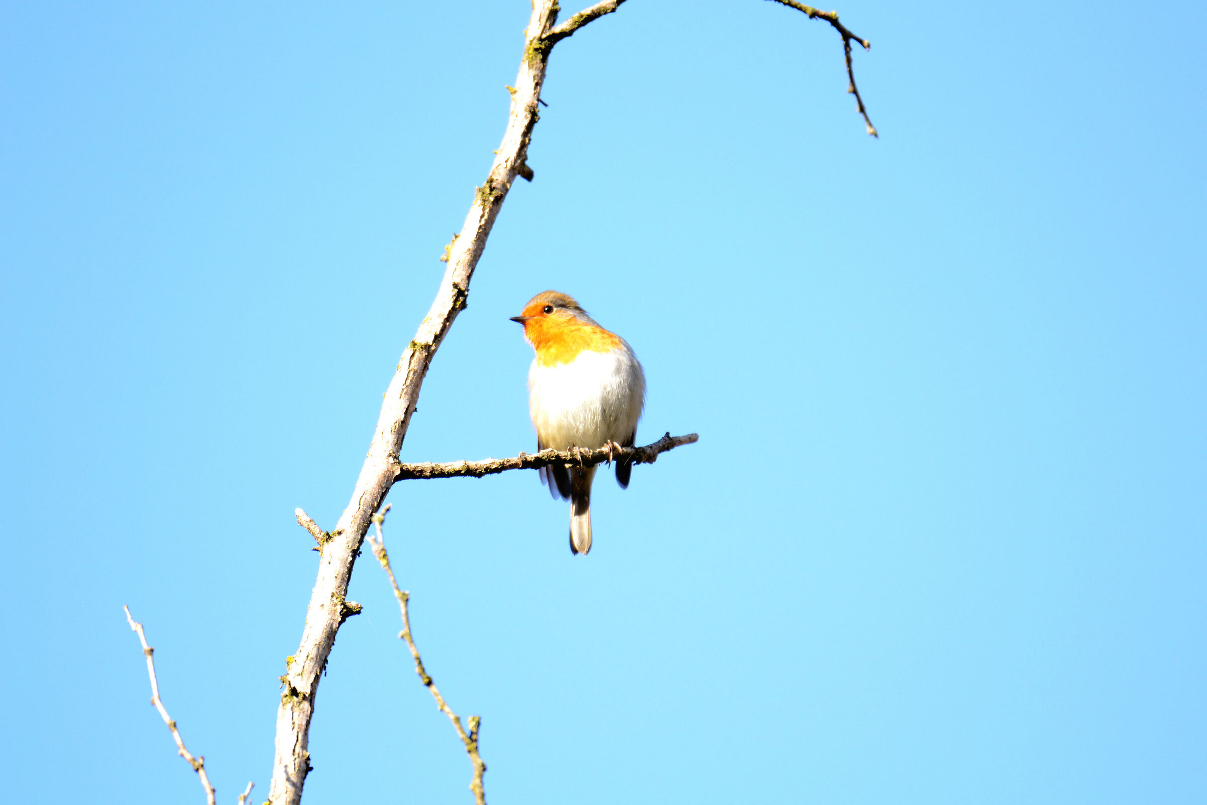 Pettirosso (Erithacus rubecula)