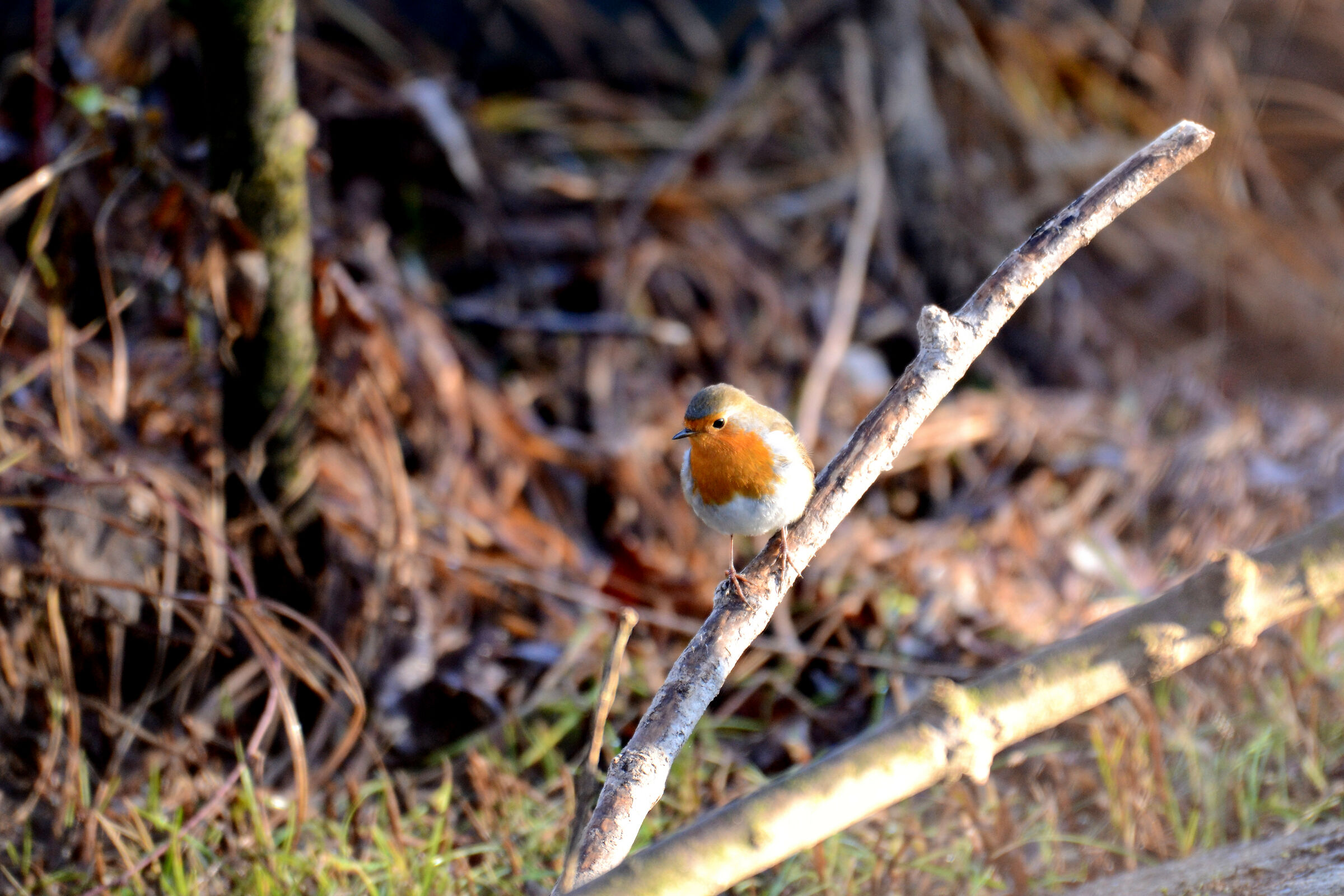 Robin (Erithacus rubecula)