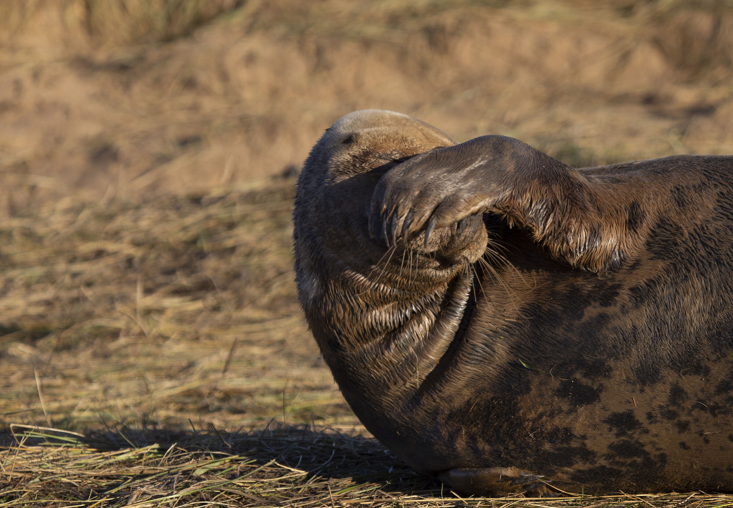 Colonie Foche Donna Nook UK