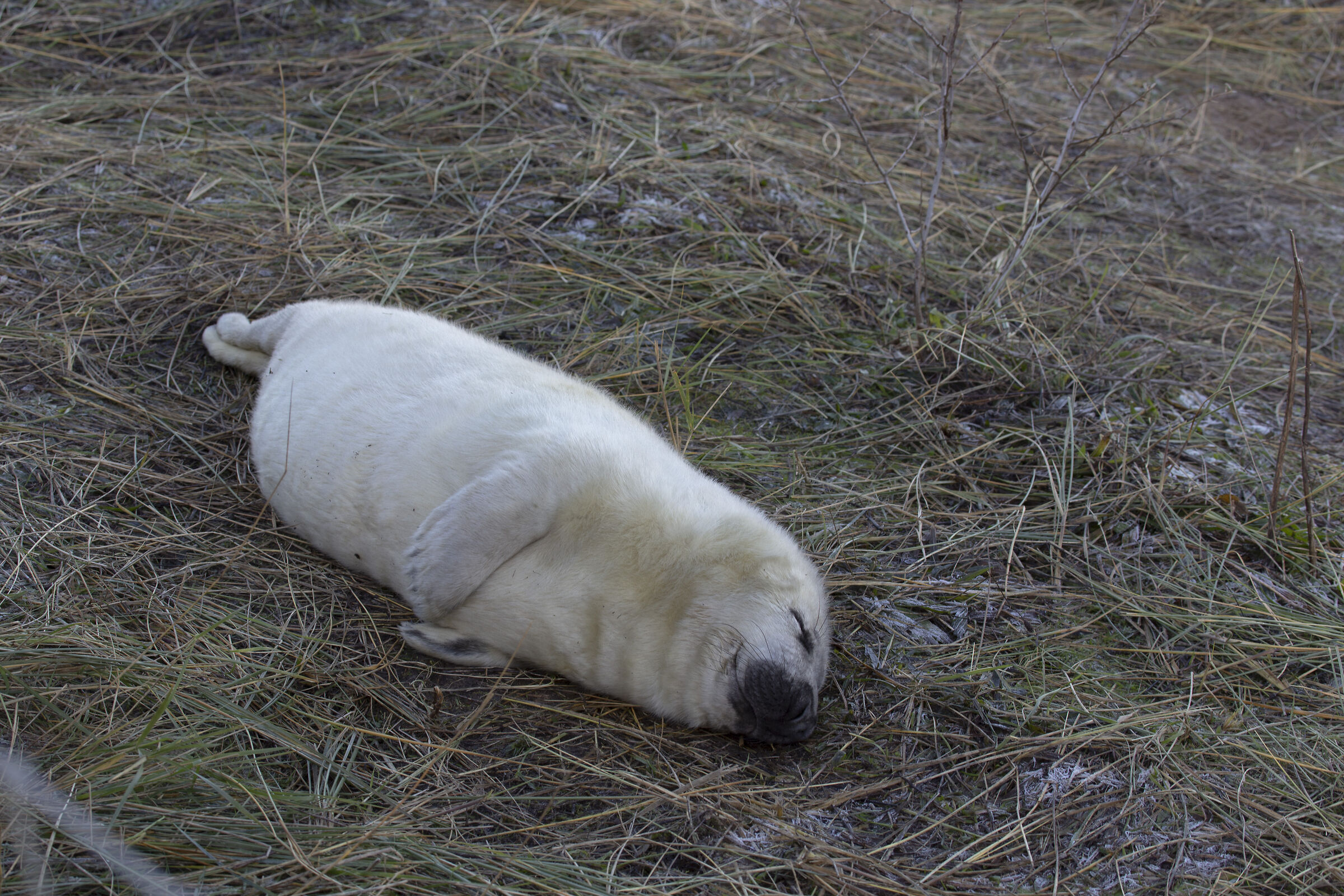 Colonie Foche Donna Nook UK