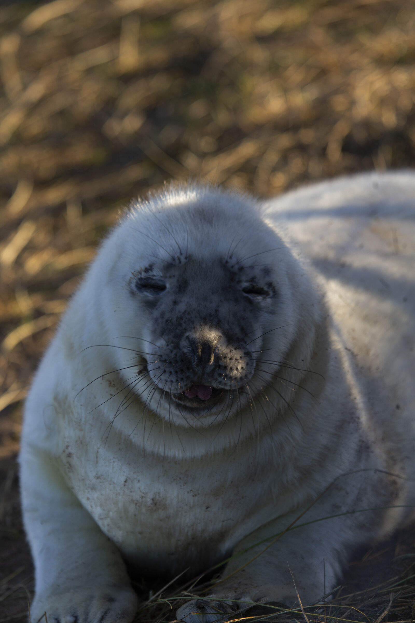 Colonie Foche Donna Nook UK