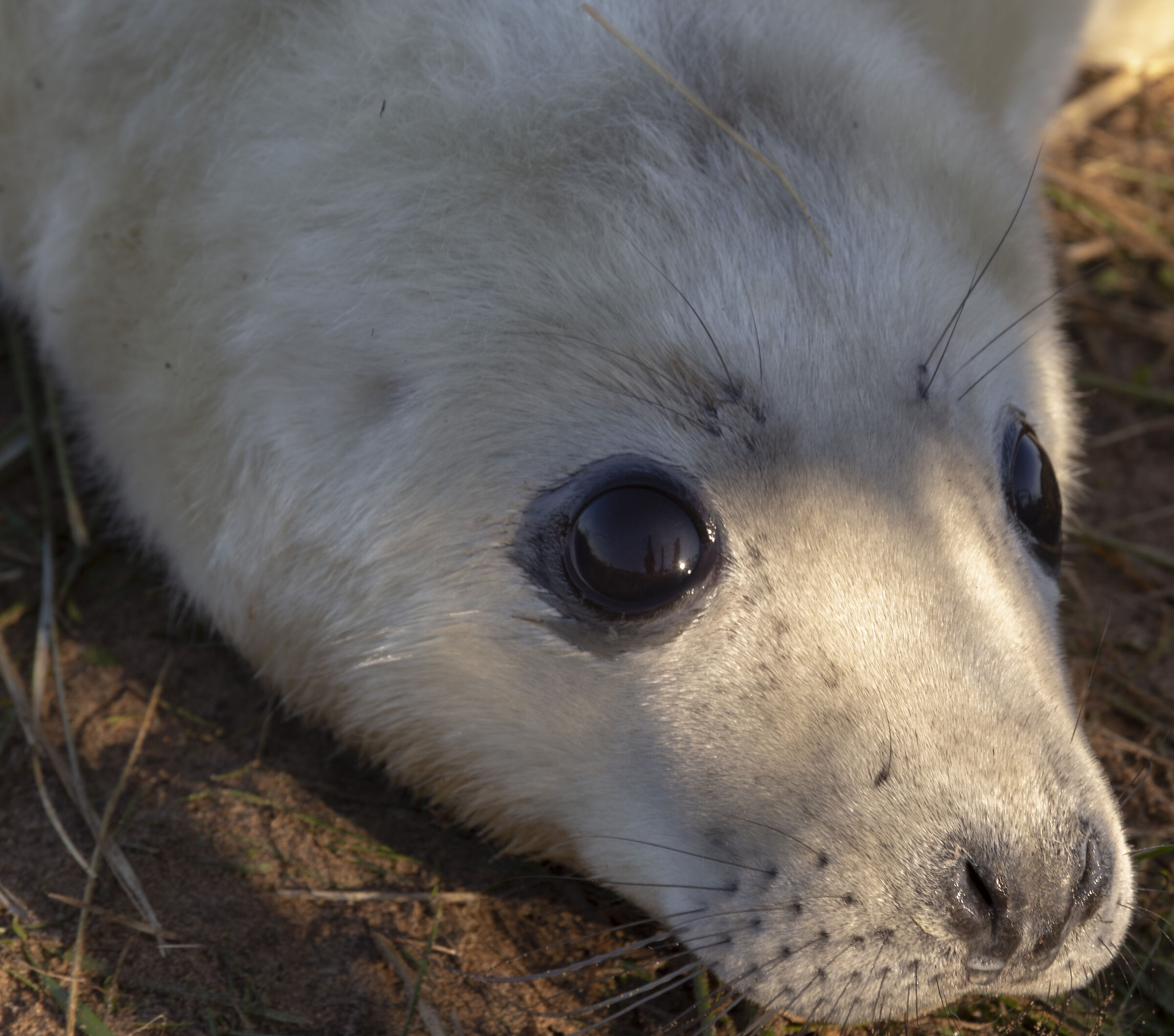 Colonie Foche Donna Nook UK