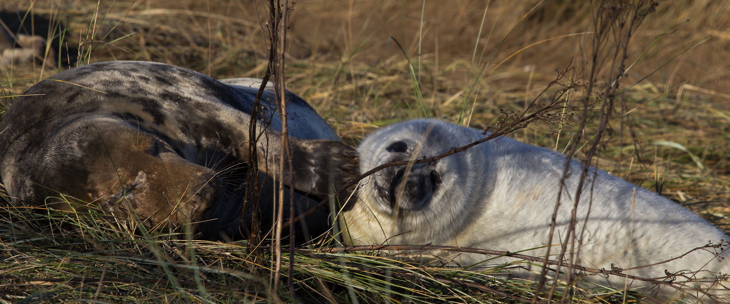 Colonie Foche Donna Nook UK